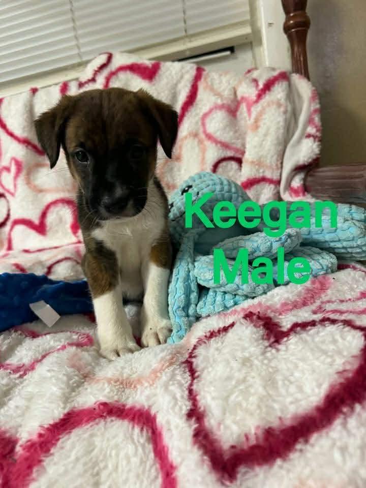 KEEGAN, Adoptable, Young Male Labrador Retriever.