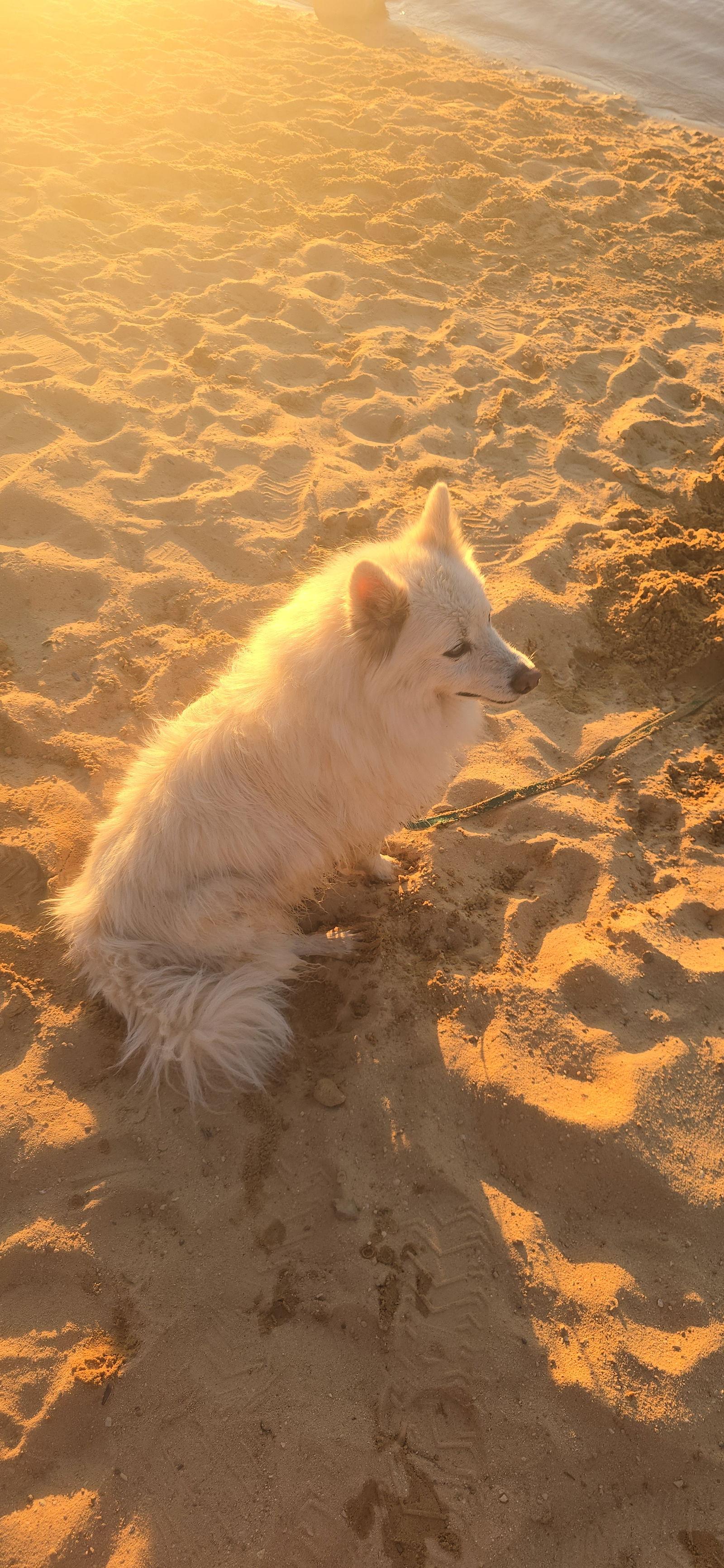 Kiba Of Forest  thumbnail 2