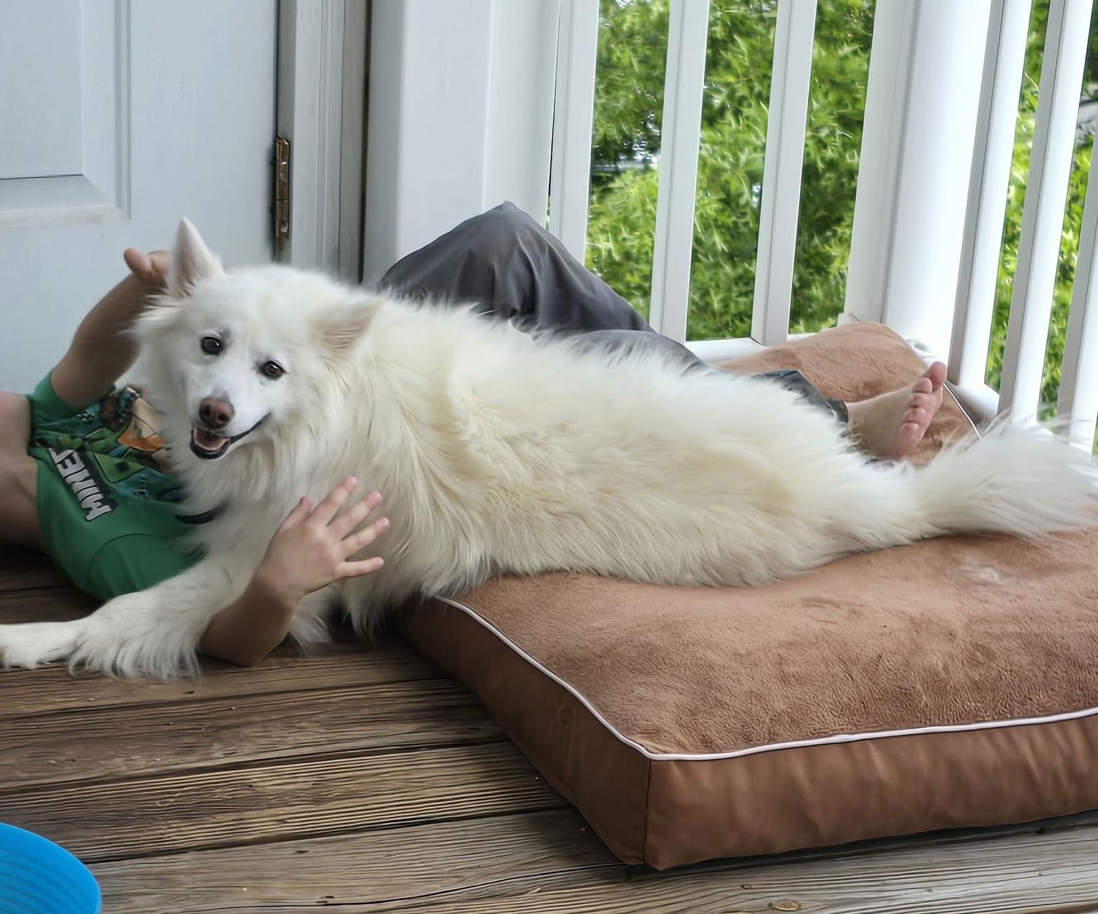 Kiba Of Forest  thumbnail 3