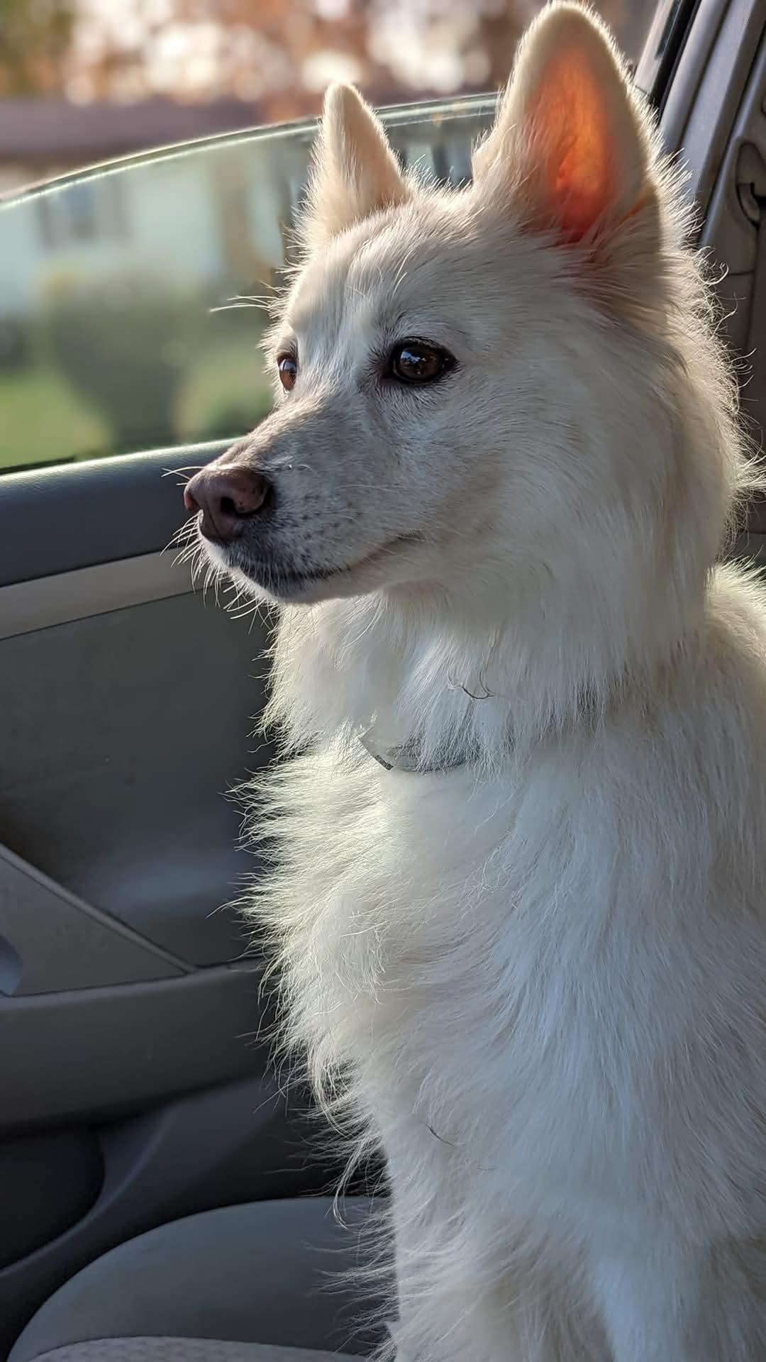 Kiba Of Forest  thumbnail 4