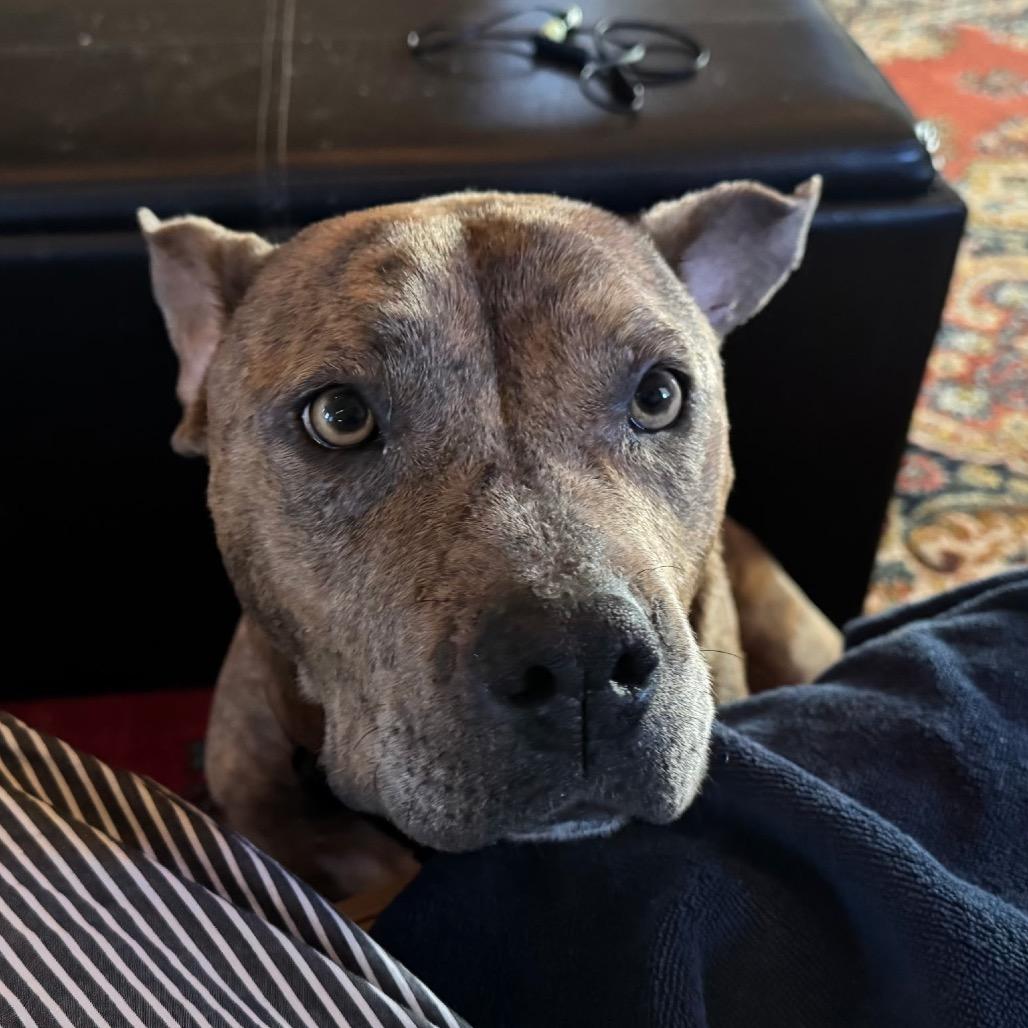 Lizzie - In Foster!, Adoptable, Adult Female Pit Bull Terrier.