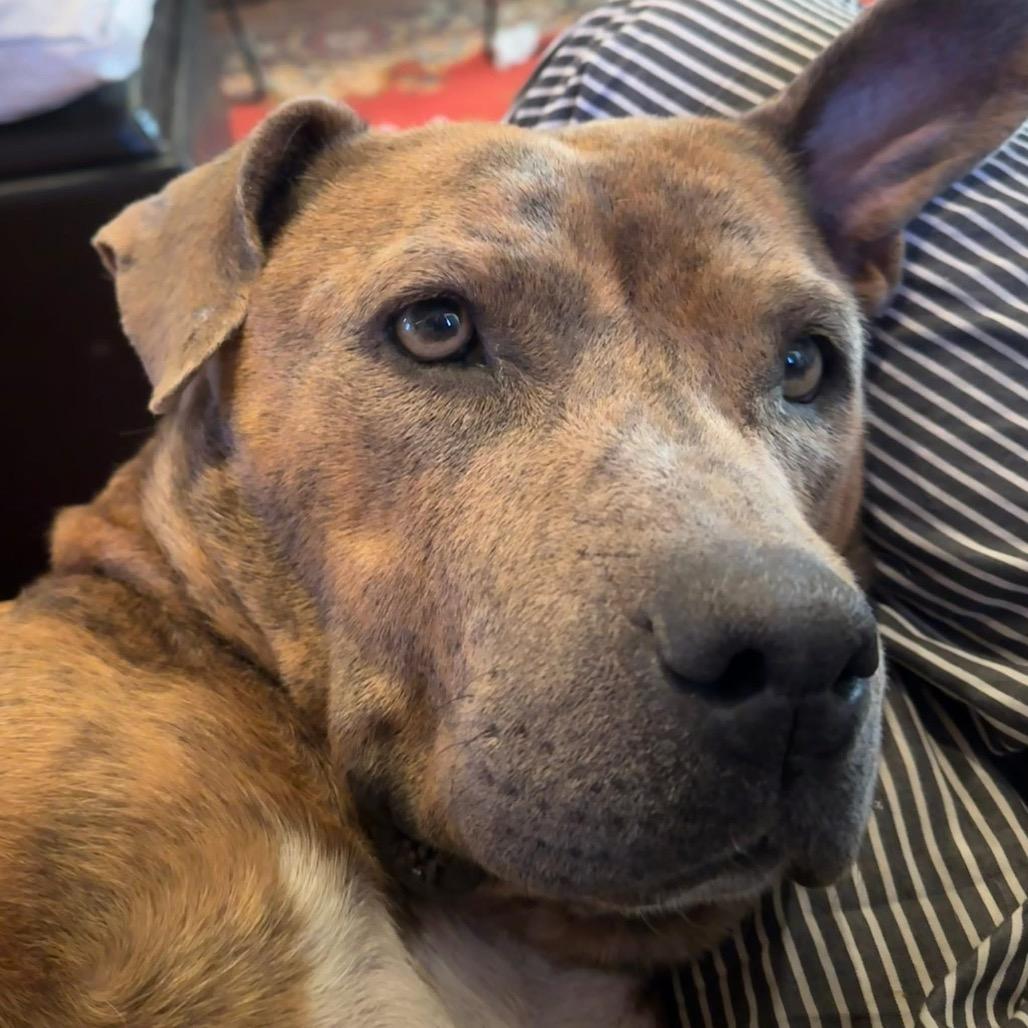 Lizzie - In Foster!, a Adoptable Pit Bull Terrier in Flagstaff, AZ image 2/6