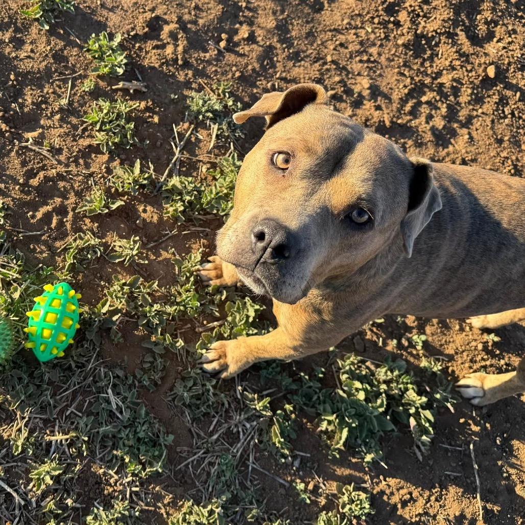 Lizzie - In Foster!, a Adoptable Pit Bull Terrier in Flagstaff, AZ image 3/6