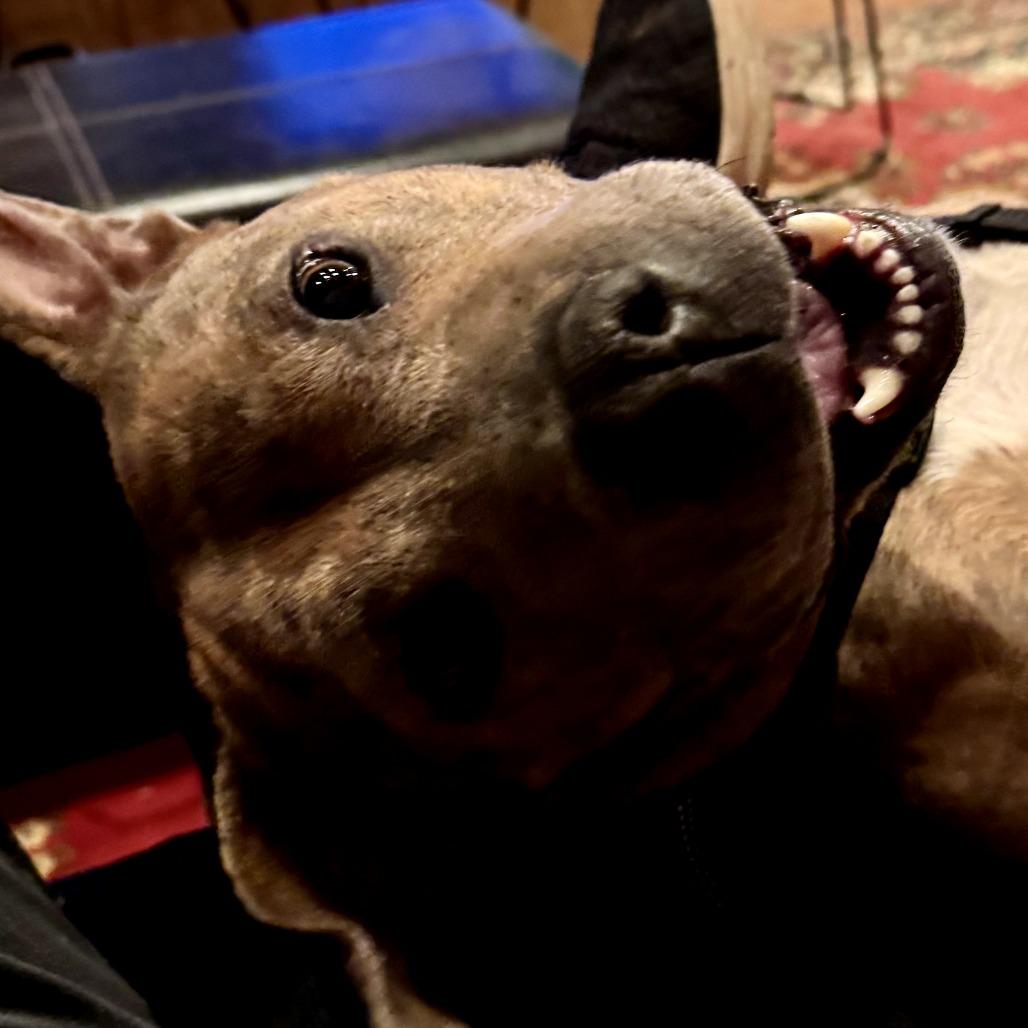 Lizzie - In Foster!, a Adoptable Pit Bull Terrier in Flagstaff, AZ image 4/6