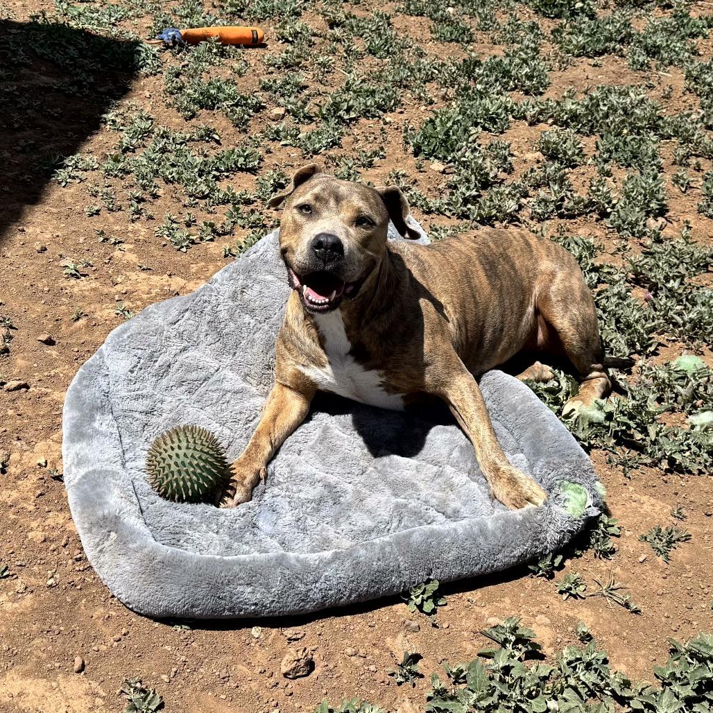 Lizzie - In Foster!, a Adoptable Pit Bull Terrier in Flagstaff, AZ image 5/6