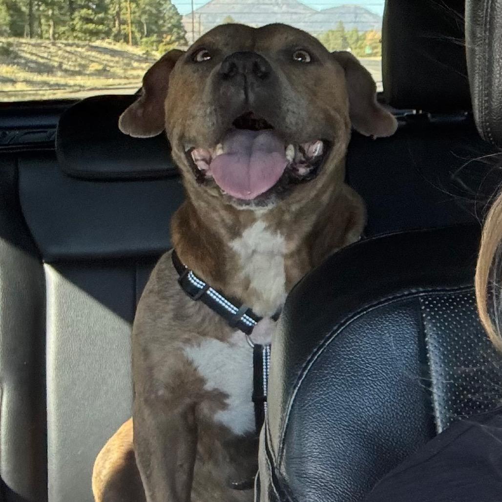 Lizzie - In Foster!, a Adoptable Pit Bull Terrier in Flagstaff, AZ image 6/6
