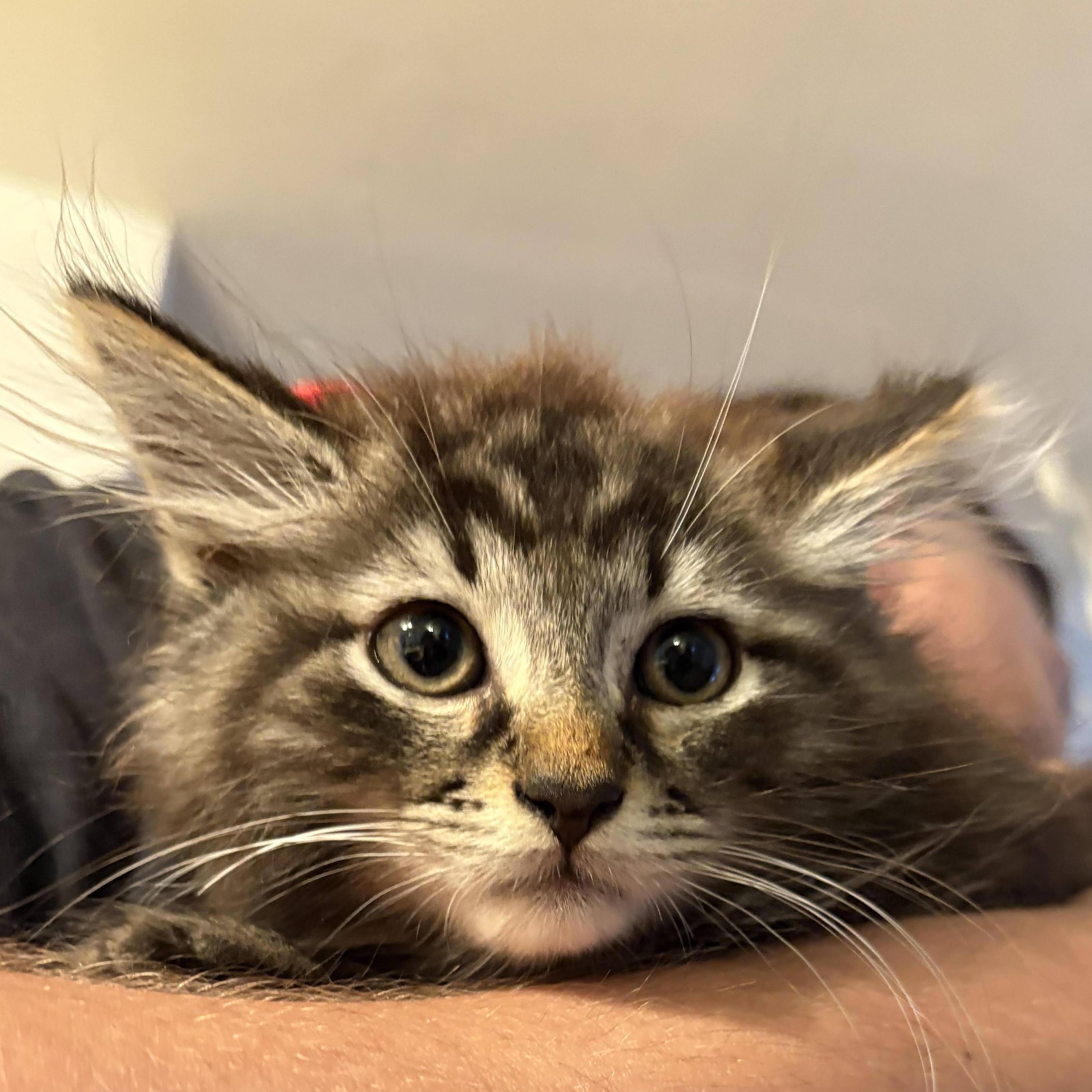 Cien, Adopted, Kitten Male Domestic Long Hair.