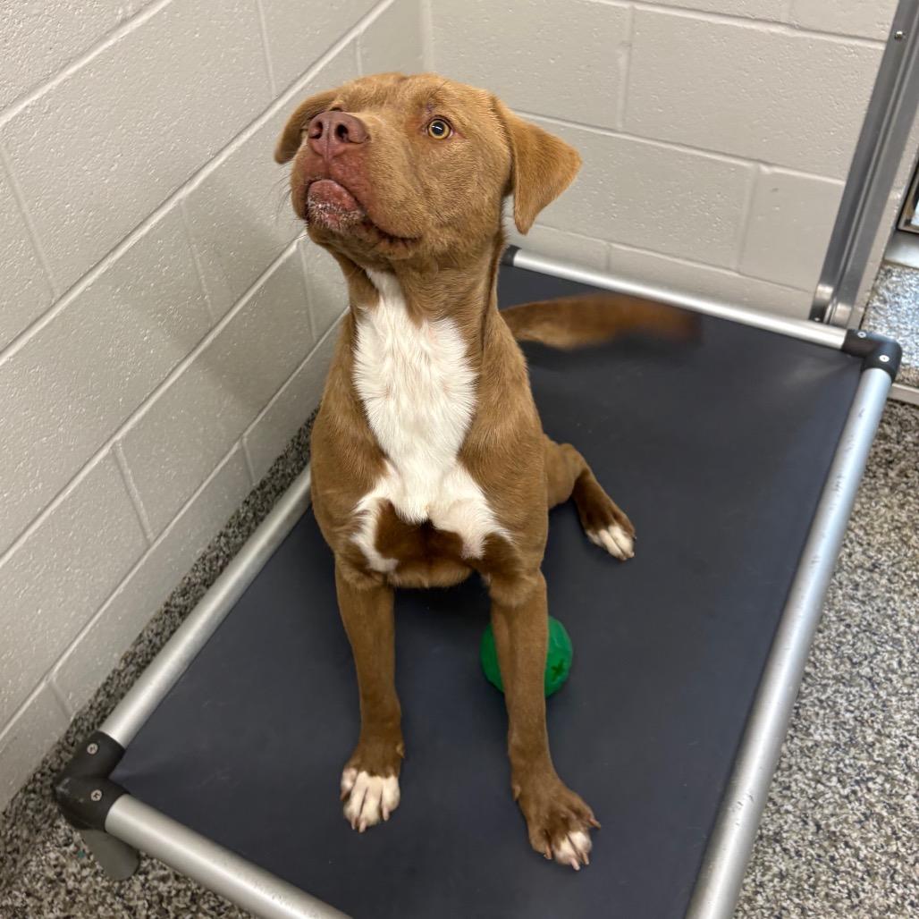 Enlarge Buck (Joel Miller), a Adoptable Pit Bull Terrier in Morganton, NC image 1/6