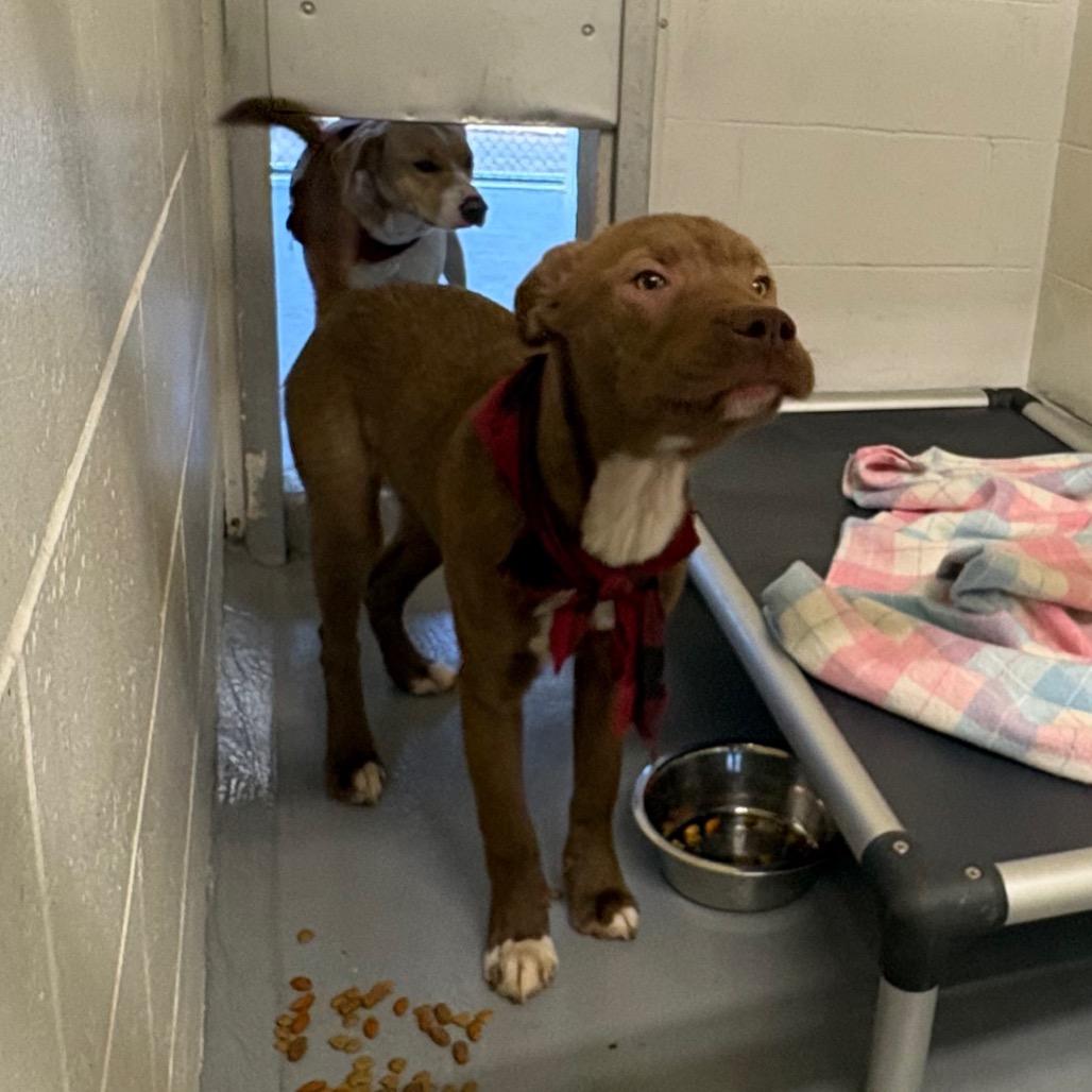 Buck (Joel Miller), Adoptable, Young Male Pit Bull Terrier.