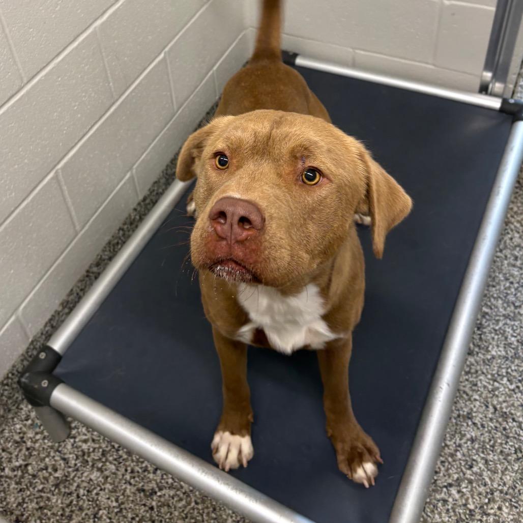 Enlarge Buck (Joel Miller), a Adoptable Pit Bull Terrier in Morganton, NC image 3/6