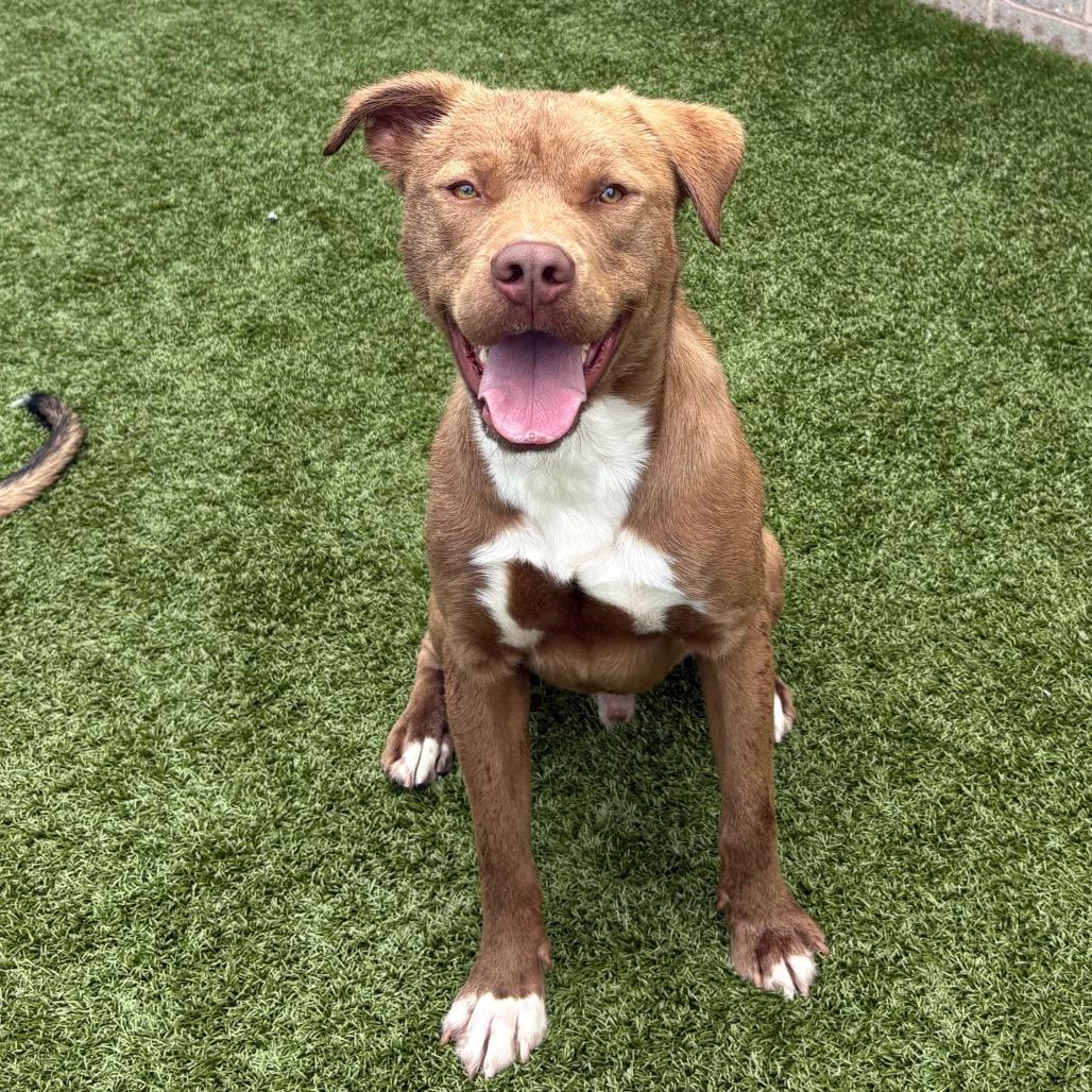 Enlarge Buck (Joel Miller), a Adoptable Pit Bull Terrier in Morganton, NC image 4/6