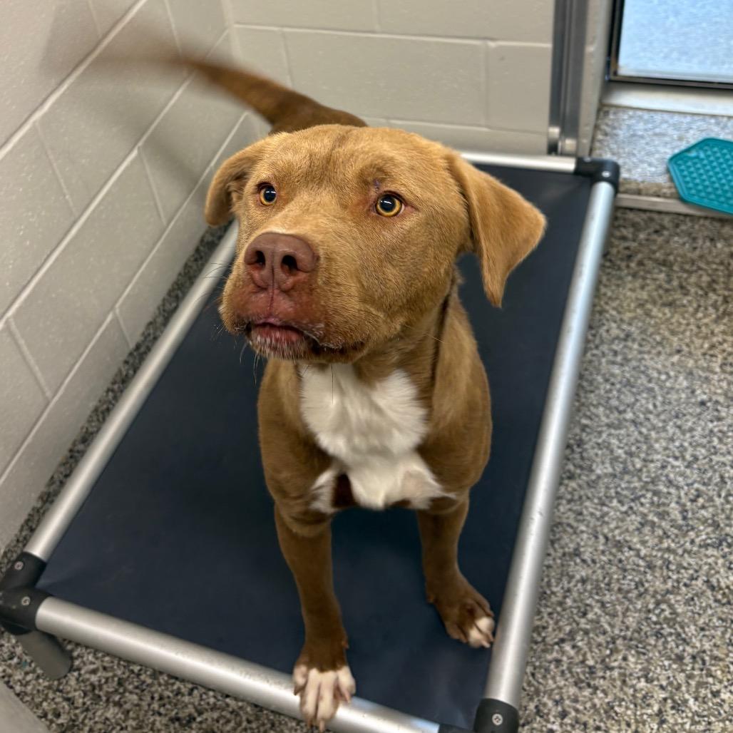 Enlarge Buck (Joel Miller), a Adoptable Pit Bull Terrier in Morganton, NC image 5/6