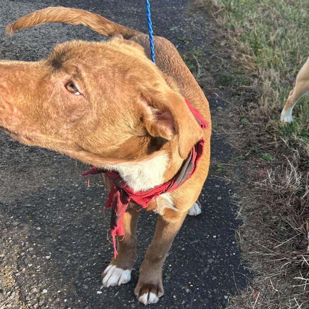 Buck (Joel Miller), a Adoptable Pit Bull Terrier in Morganton, NC image 2/2