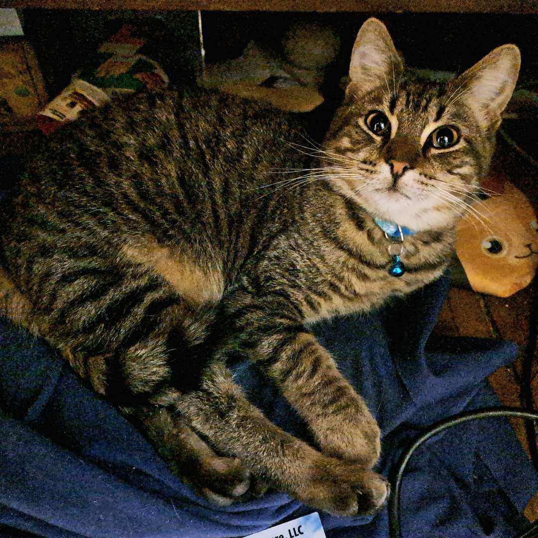 Enlarge Jupiter, a Adoptable Tabby in Coldwater, MI image 1/6