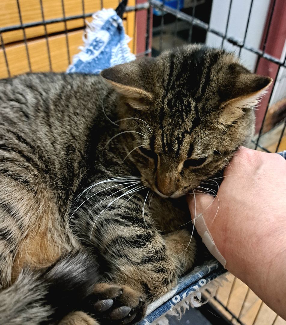 Enlarge Jupiter, a Adoptable Tabby in Coldwater, MI image 2/6