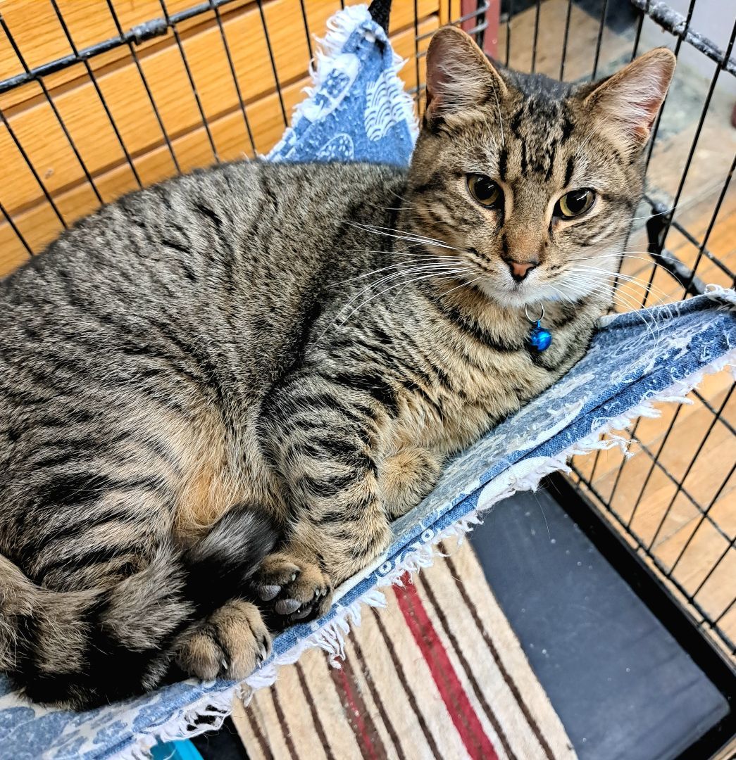 Enlarge Jupiter, a Adoptable Tabby in Coldwater, MI image 3/6