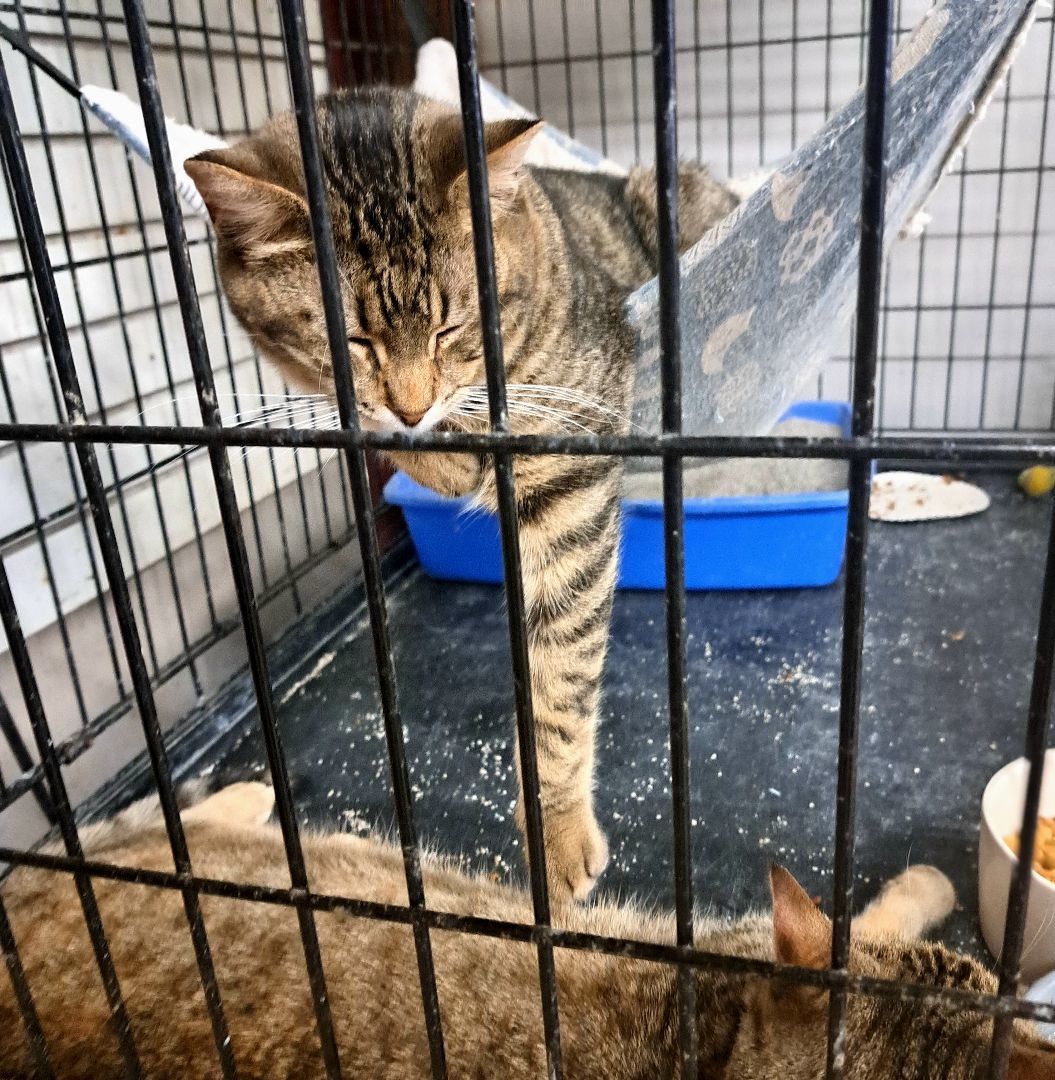 Enlarge Jupiter, a Adoptable Tabby in Coldwater, MI image 4/6