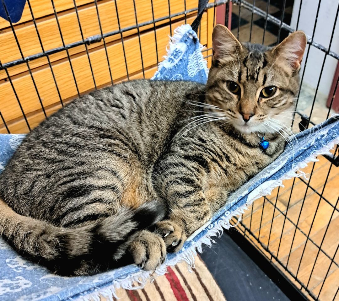 Enlarge Jupiter, a Adoptable Tabby in Coldwater, MI image 5/6