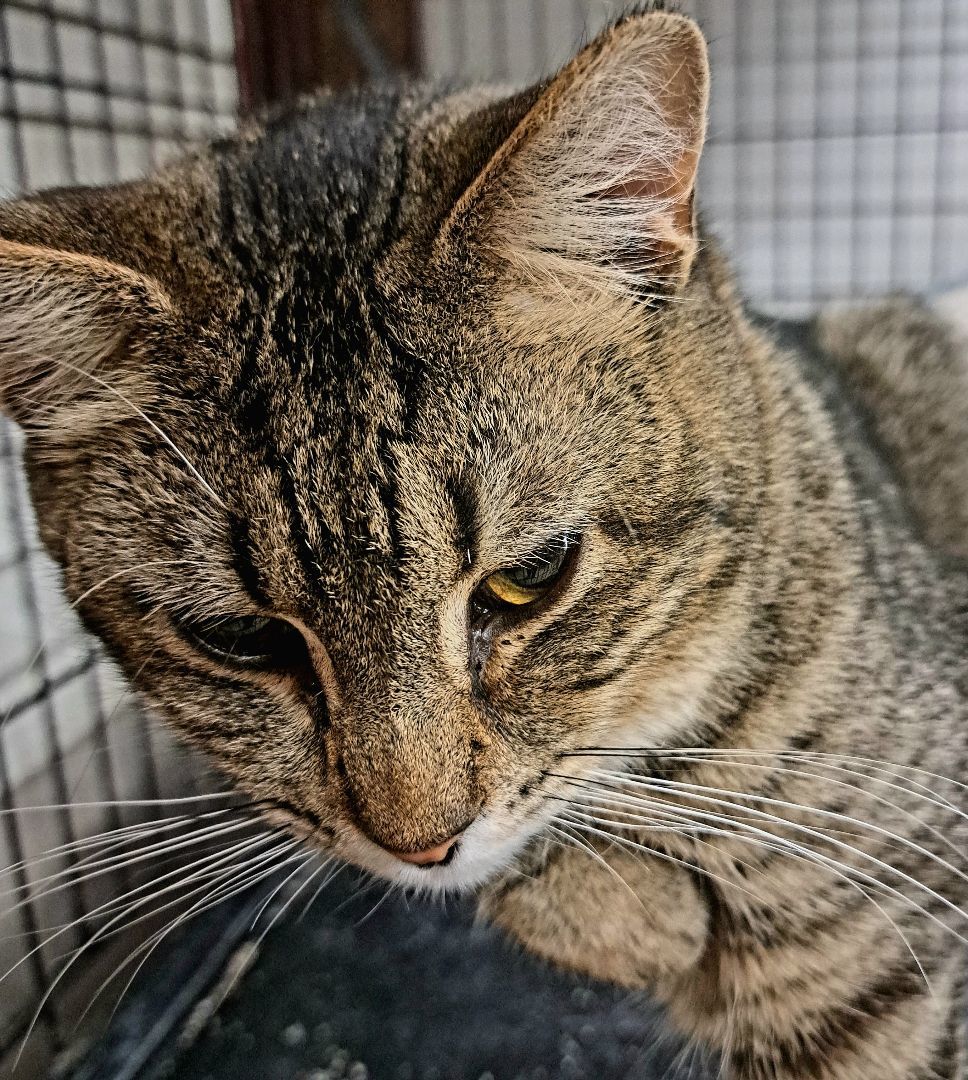 Enlarge Jupiter, a Adoptable Tabby in Coldwater, MI image 6/6