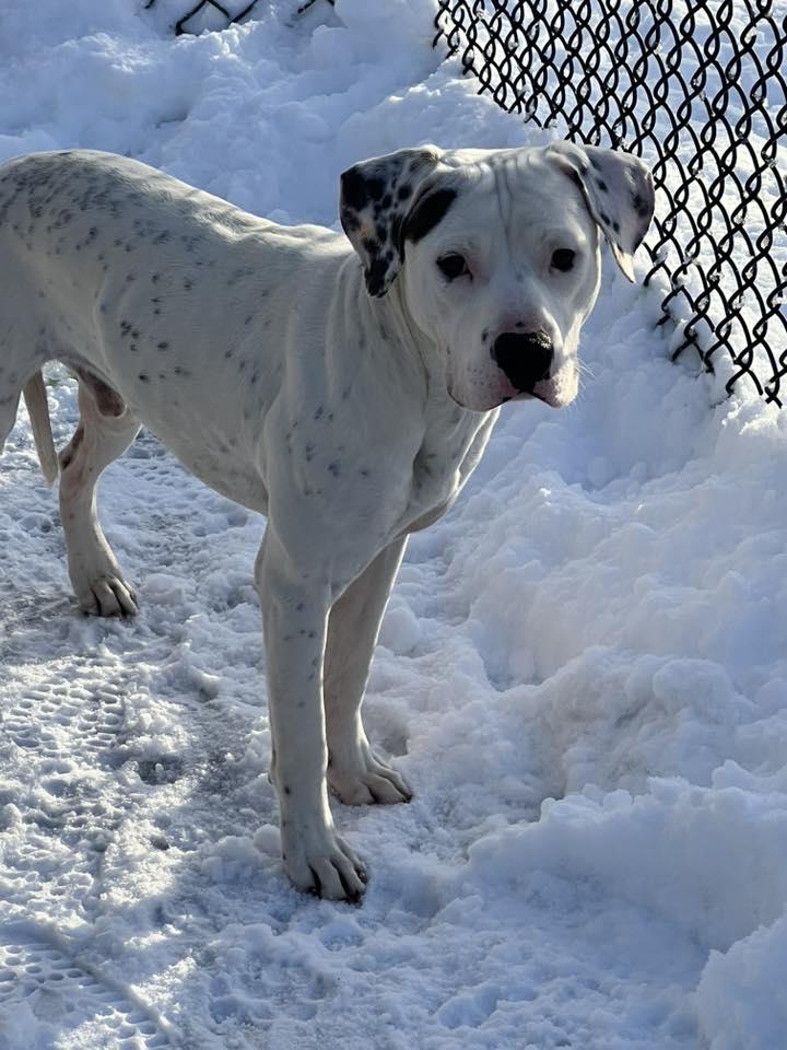 Enlarge Everest, a Adoptable Pit Bull Terrier in Crete, IL image 1/3