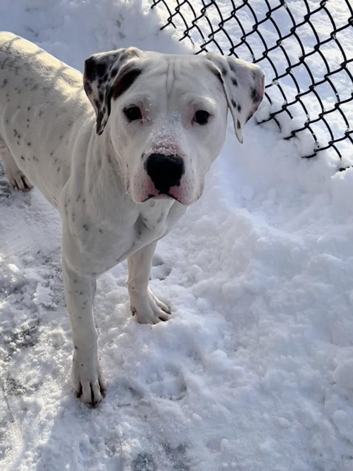 Everest, Adoptable, Young Male Pit Bull Terrier.
