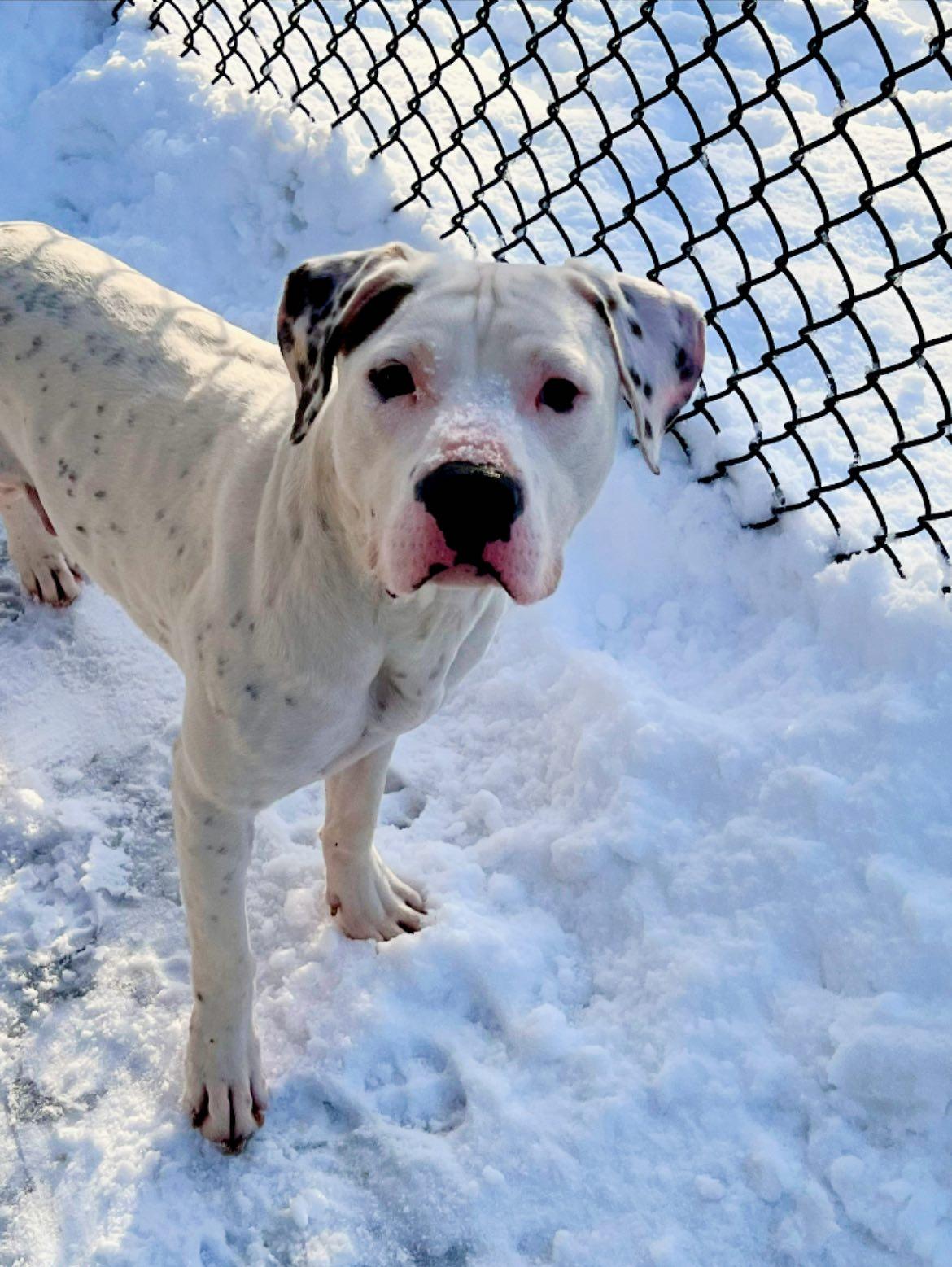 Enlarge Everest, a Adoptable Pit Bull Terrier in Crete, IL image 1/3