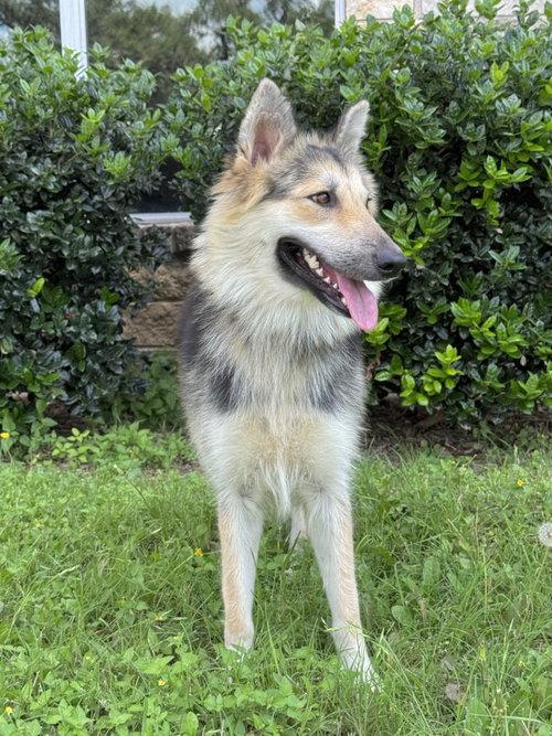 Callie, an adopted mixed breed in St Louis, MO image 5/5