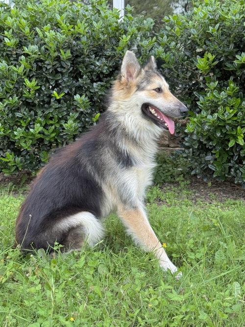 Callie, an adopted mixed breed in St Louis, MO image 4/5