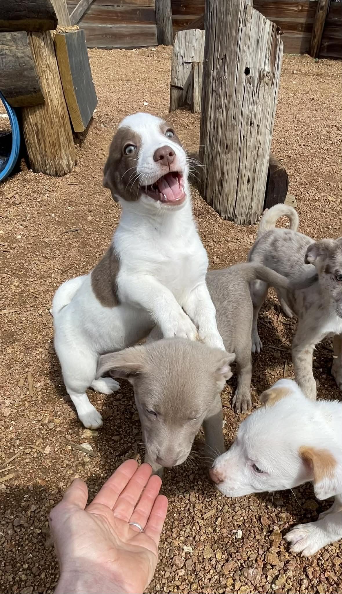 Enlarge Antonia, an adopted mixed breed in Tomah, WI image 5/6
