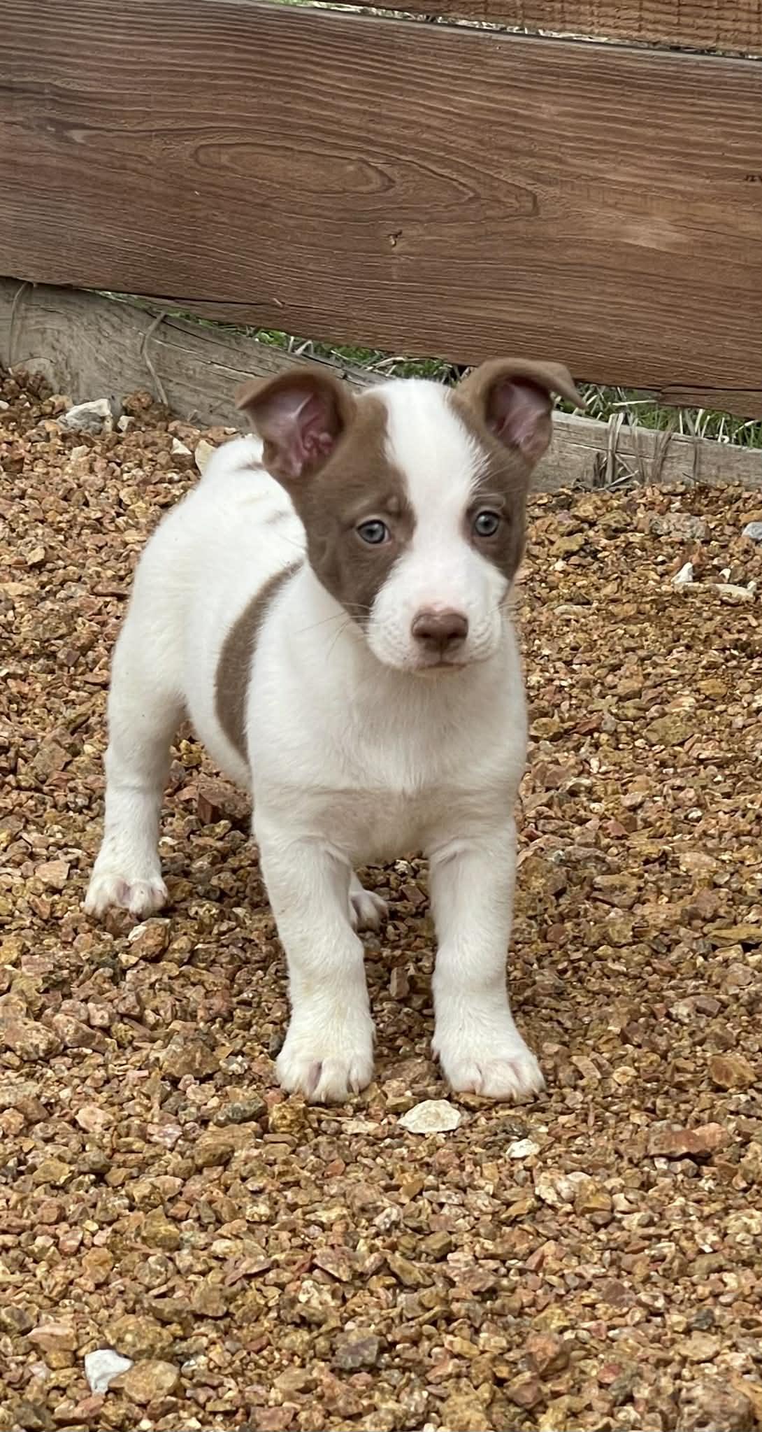 Enlarge Antonia, an adopted mixed breed in Tomah, WI image 2/6