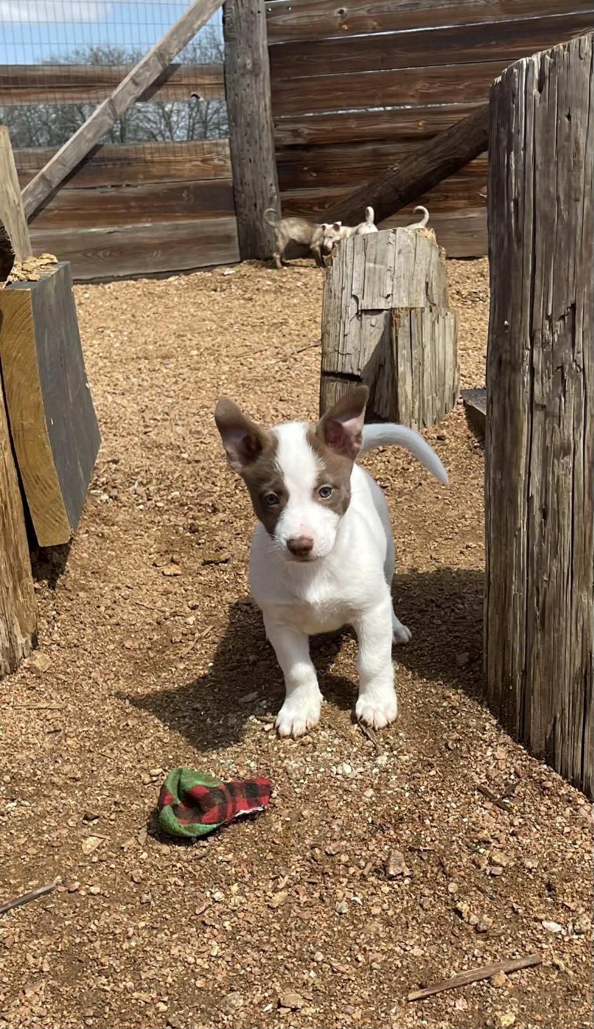 Enlarge Antonia, an adopted mixed breed in Tomah, WI image 4/6