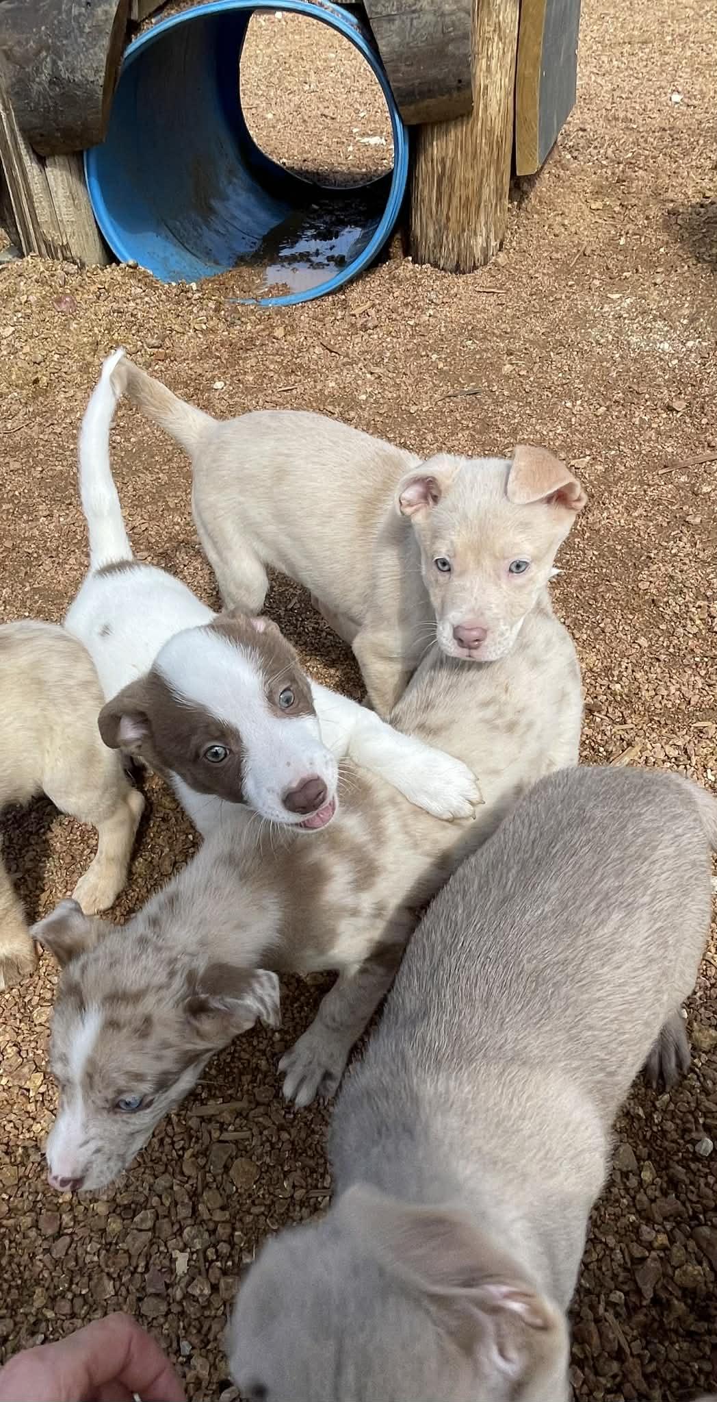 Enlarge Antonia, an adopted mixed breed in Tomah, WI image 6/6