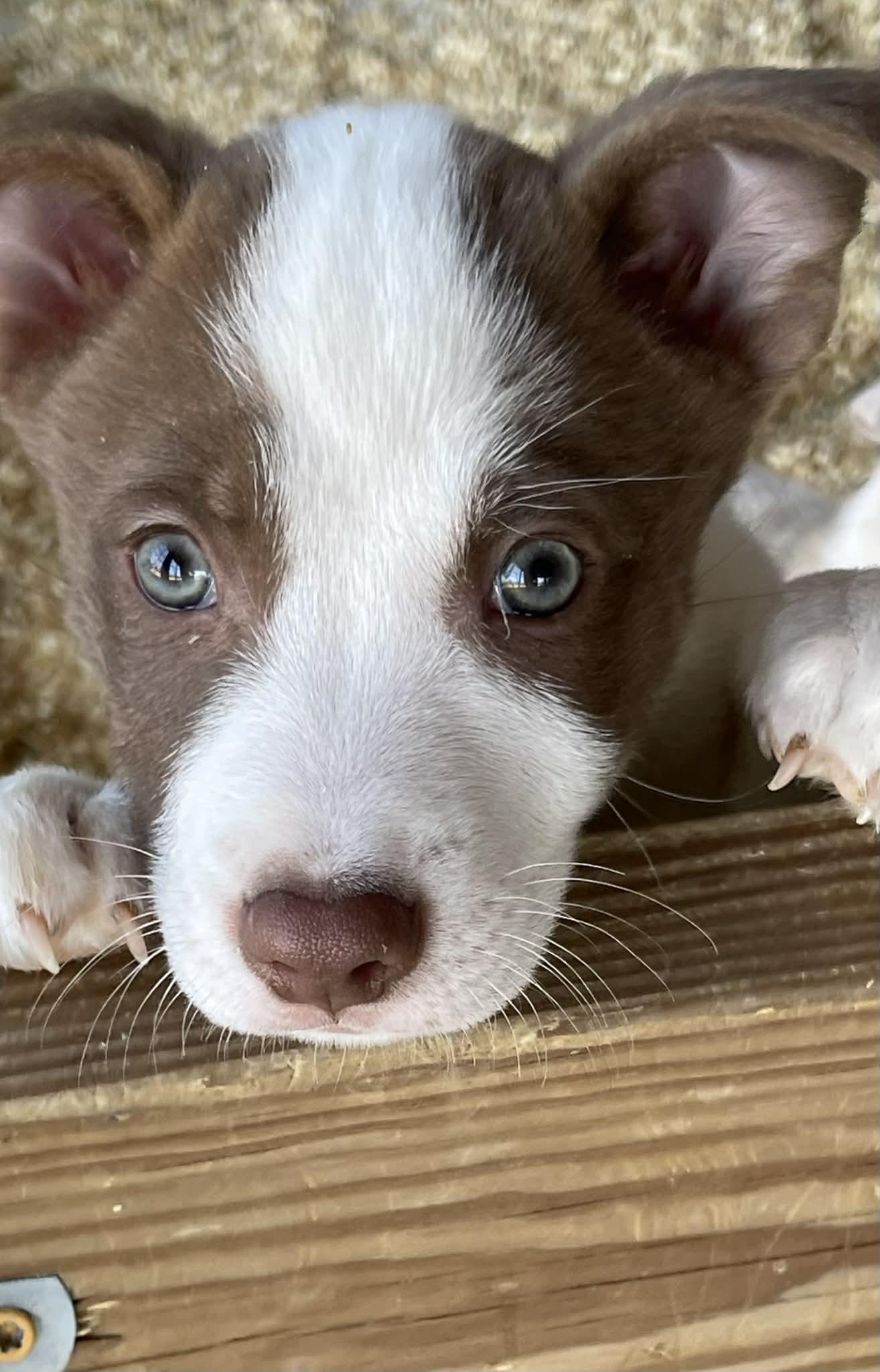 Antonia, adopted, Puppy Female Australian Kelpie & Australian Shepherd.