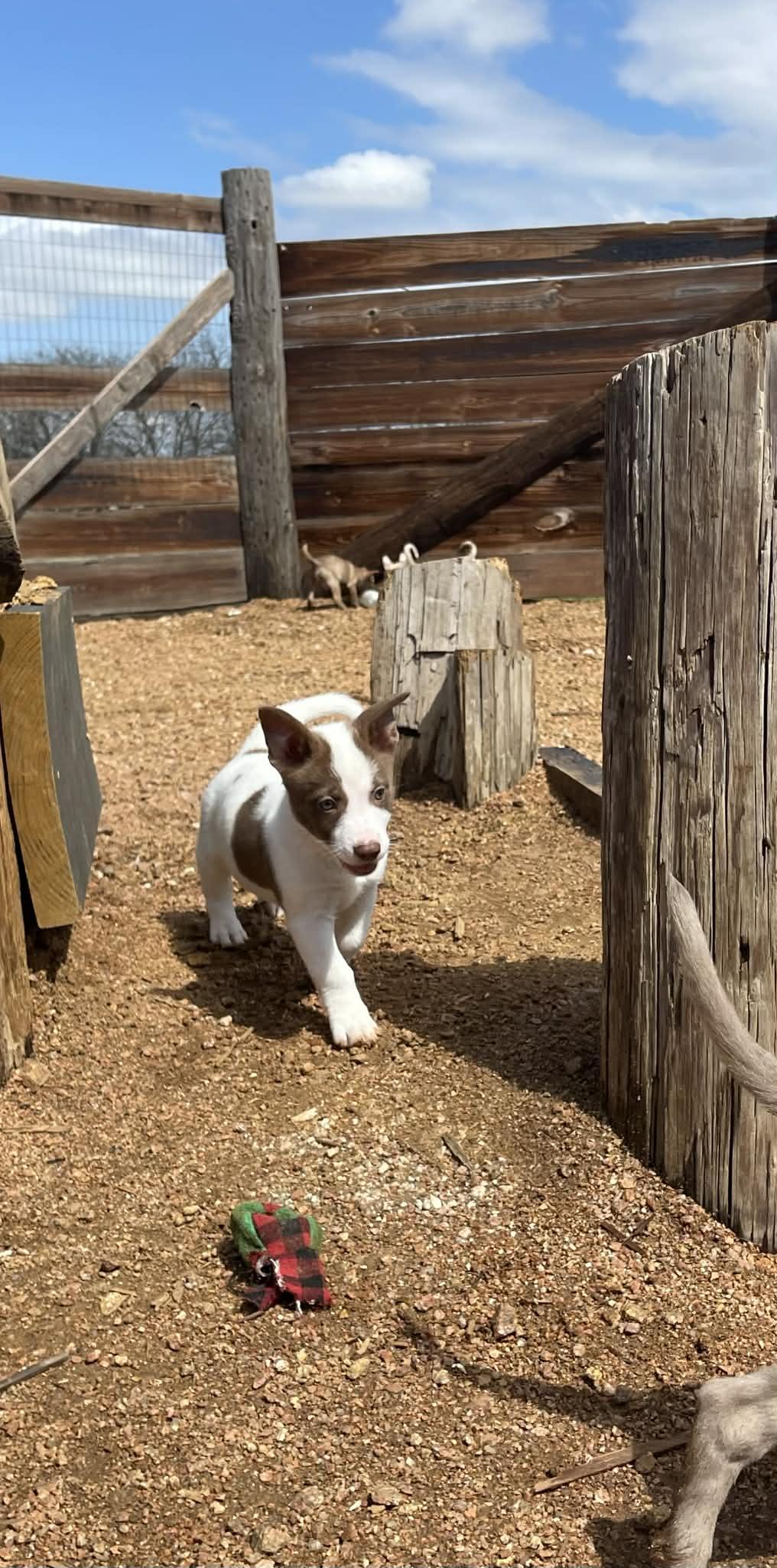 Enlarge Antonia, an adopted mixed breed in Tomah, WI image 3/6