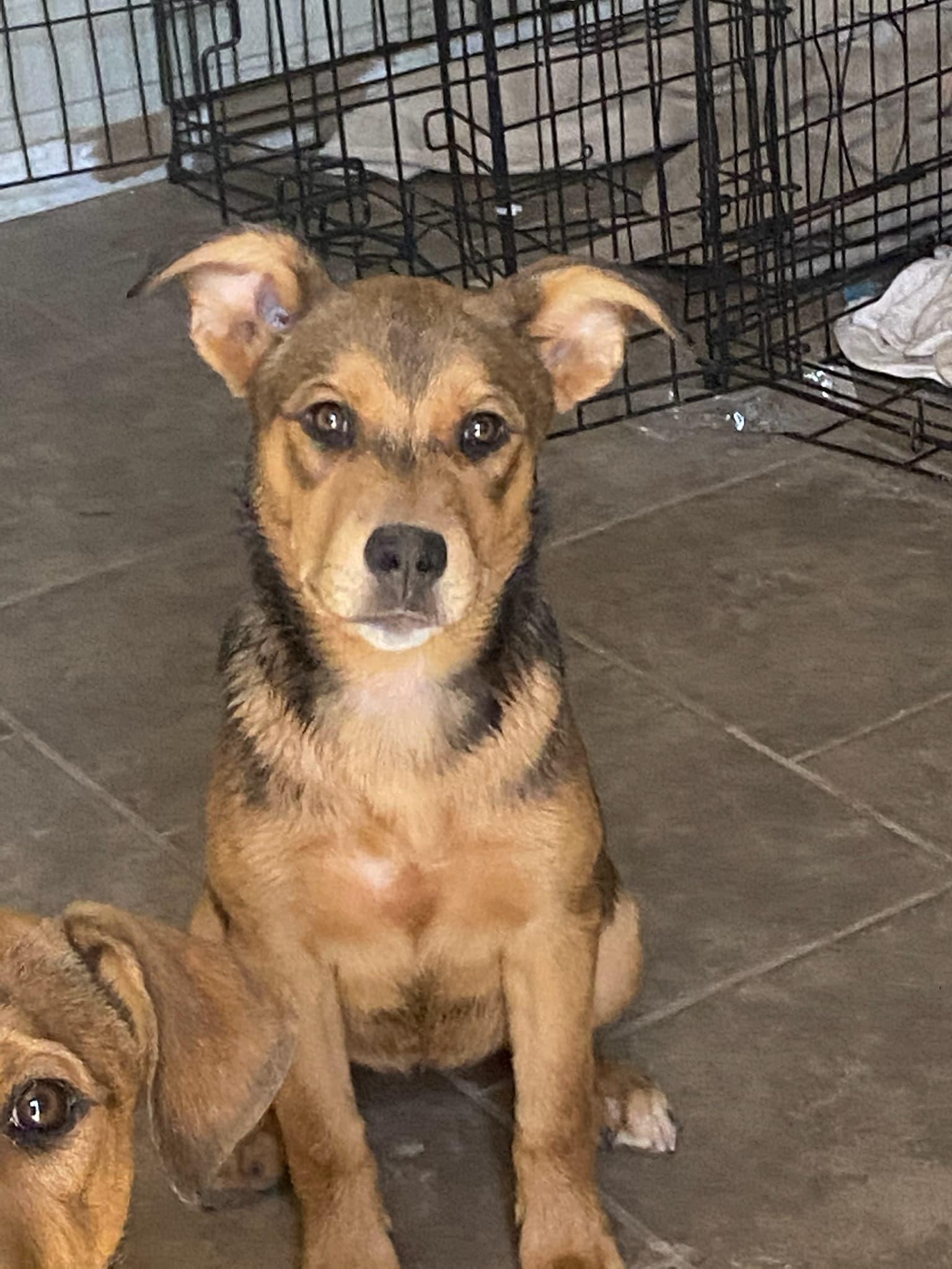 Roo, Adopted, Puppy Female Shepherd & American Staffordshire Terrier.