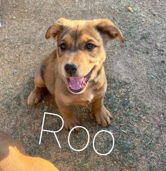Enlarge Roo, a Adopted mixed breed in Phoenix, AZ image 2/2