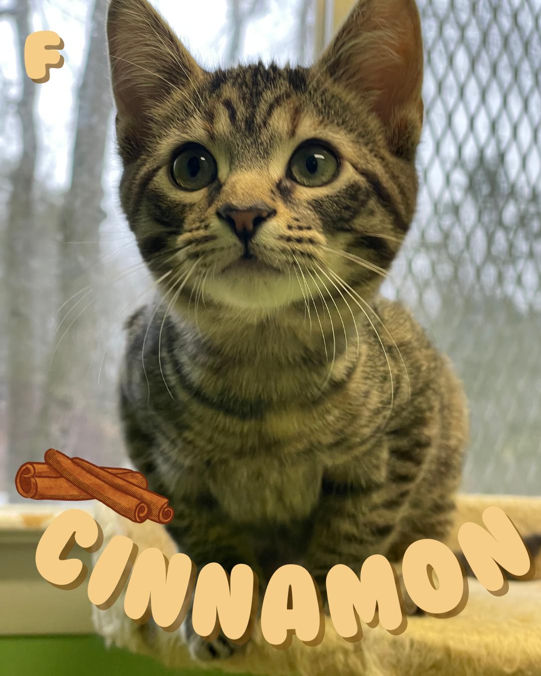 Cinnamon, a Adoptable Domestic Short Hair in Greenbelt, MD image 1/6