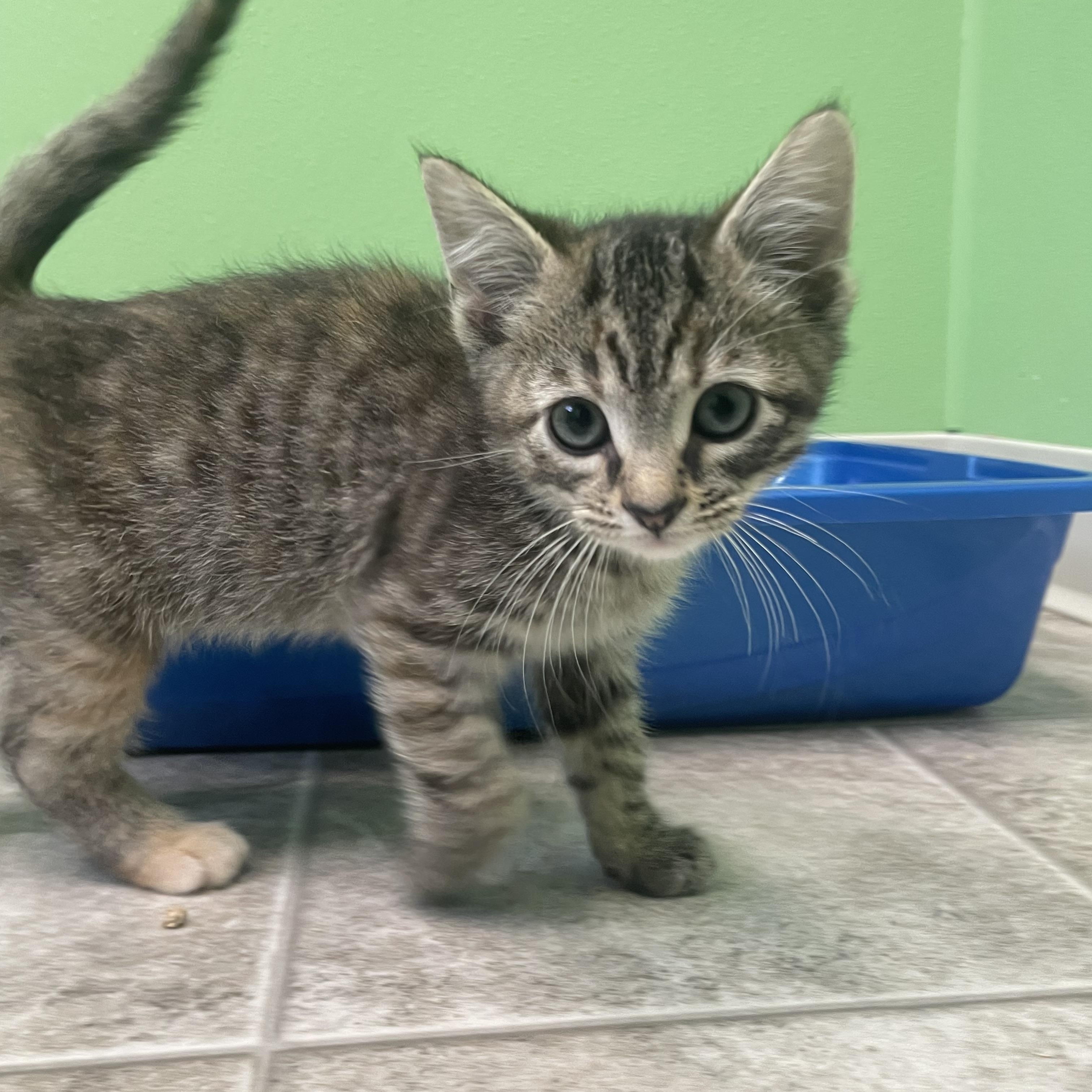 Cinnamon, a Adoptable Domestic Short Hair in Greenbelt, MD image 5/6