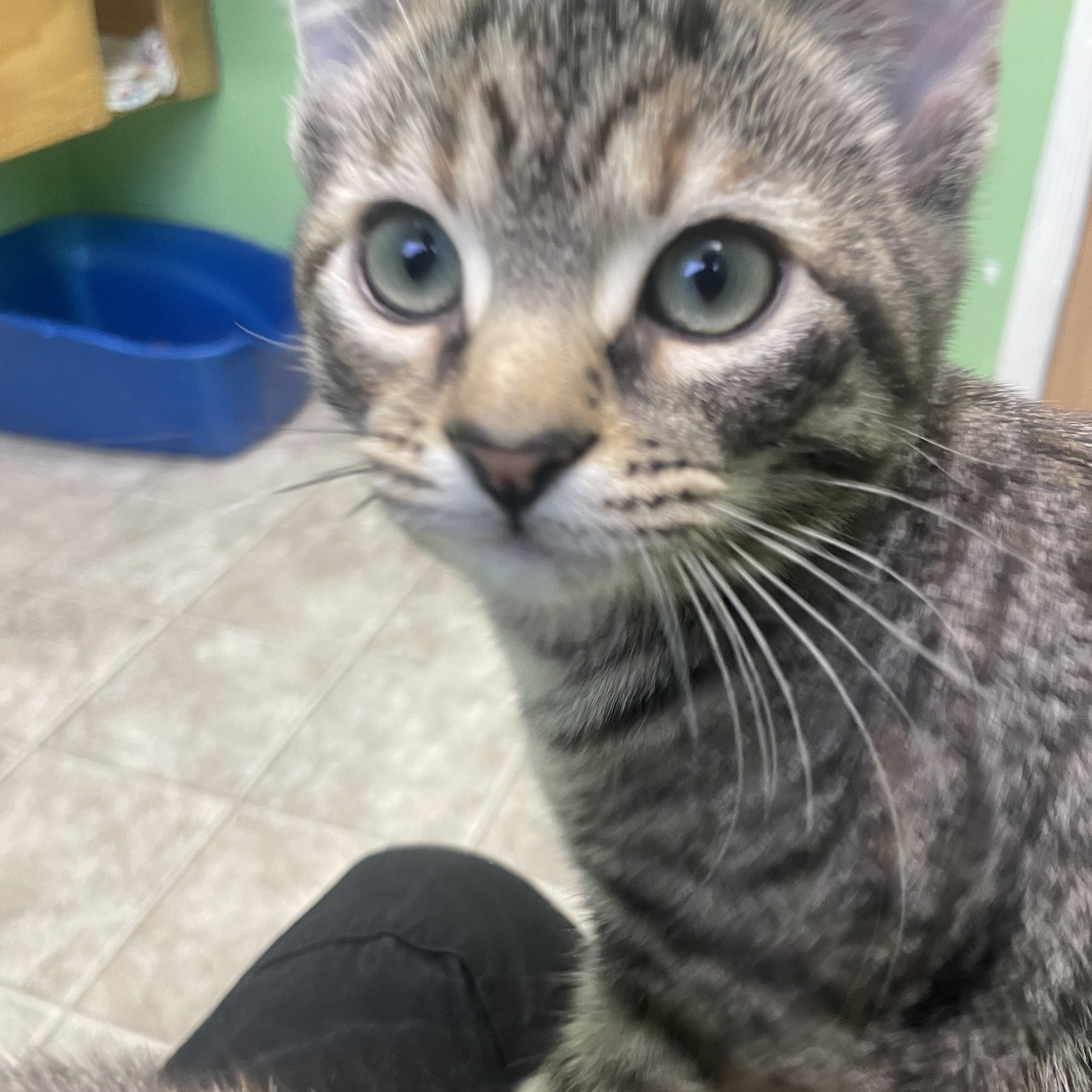 Cinnamon, a Adoptable Domestic Short Hair in Greenbelt, MD image 3/6