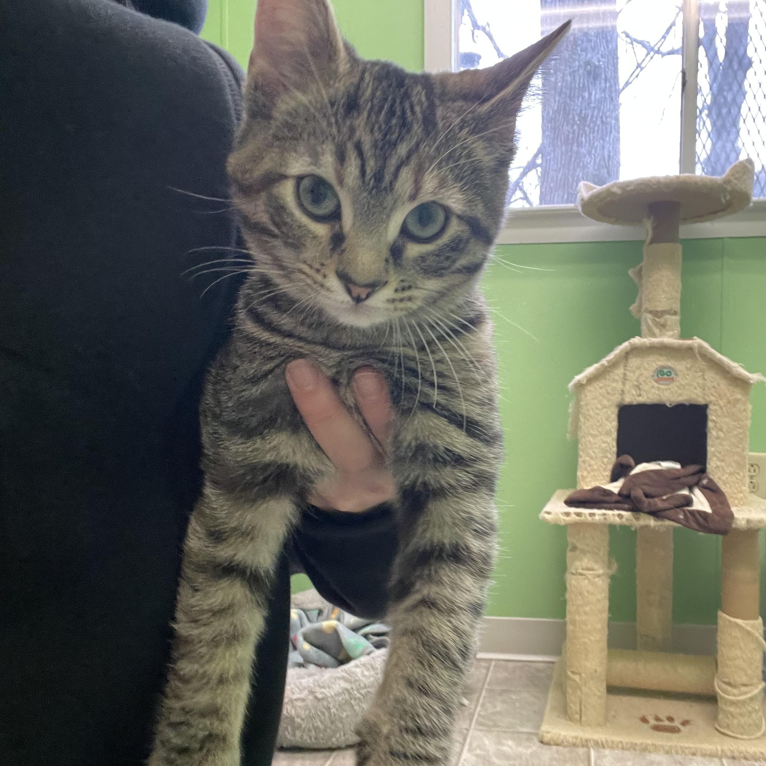 Cinnamon, a Adoptable Domestic Short Hair in Greenbelt, MD image 2/6