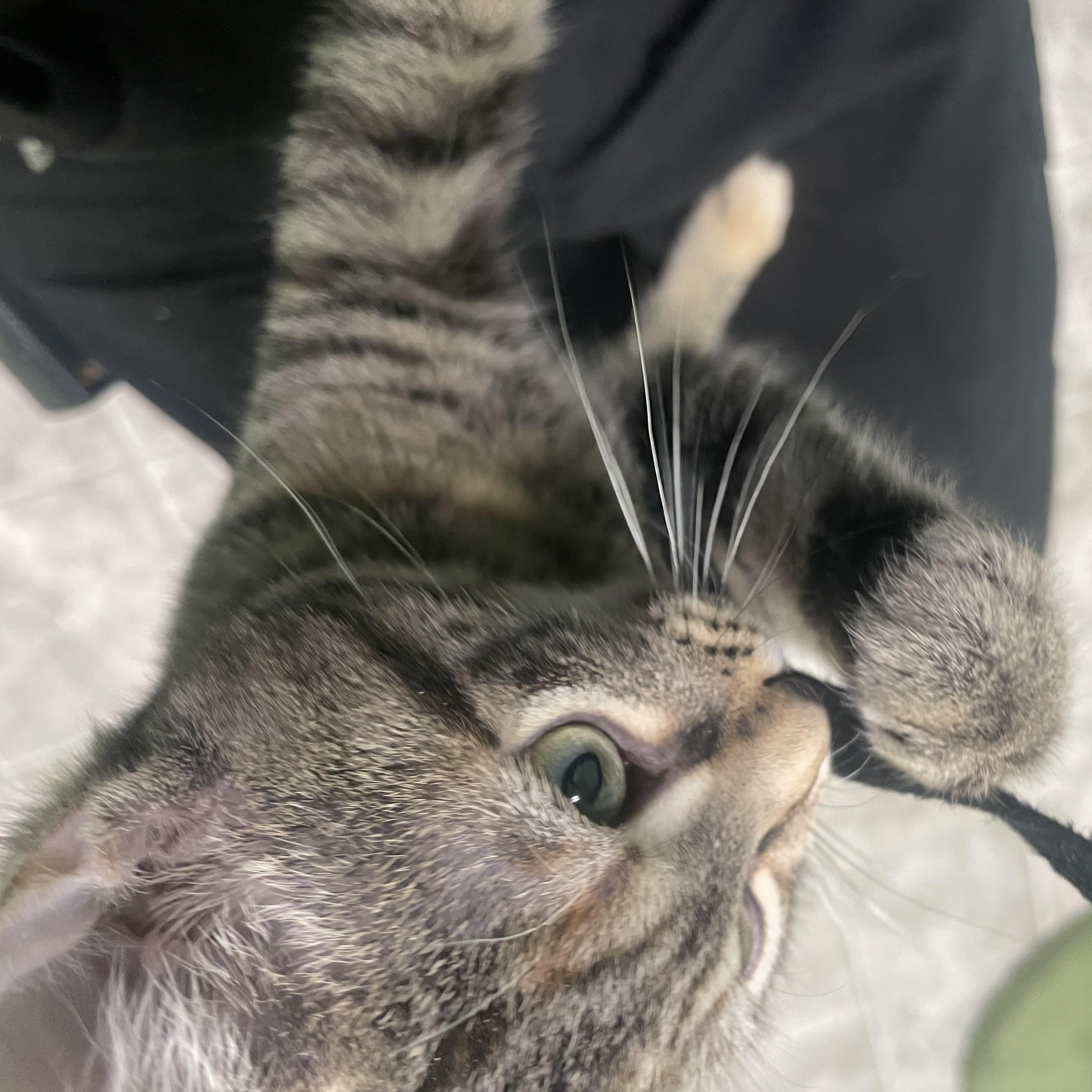 Cinnamon, a Adoptable Domestic Short Hair in Greenbelt, MD image 6/6