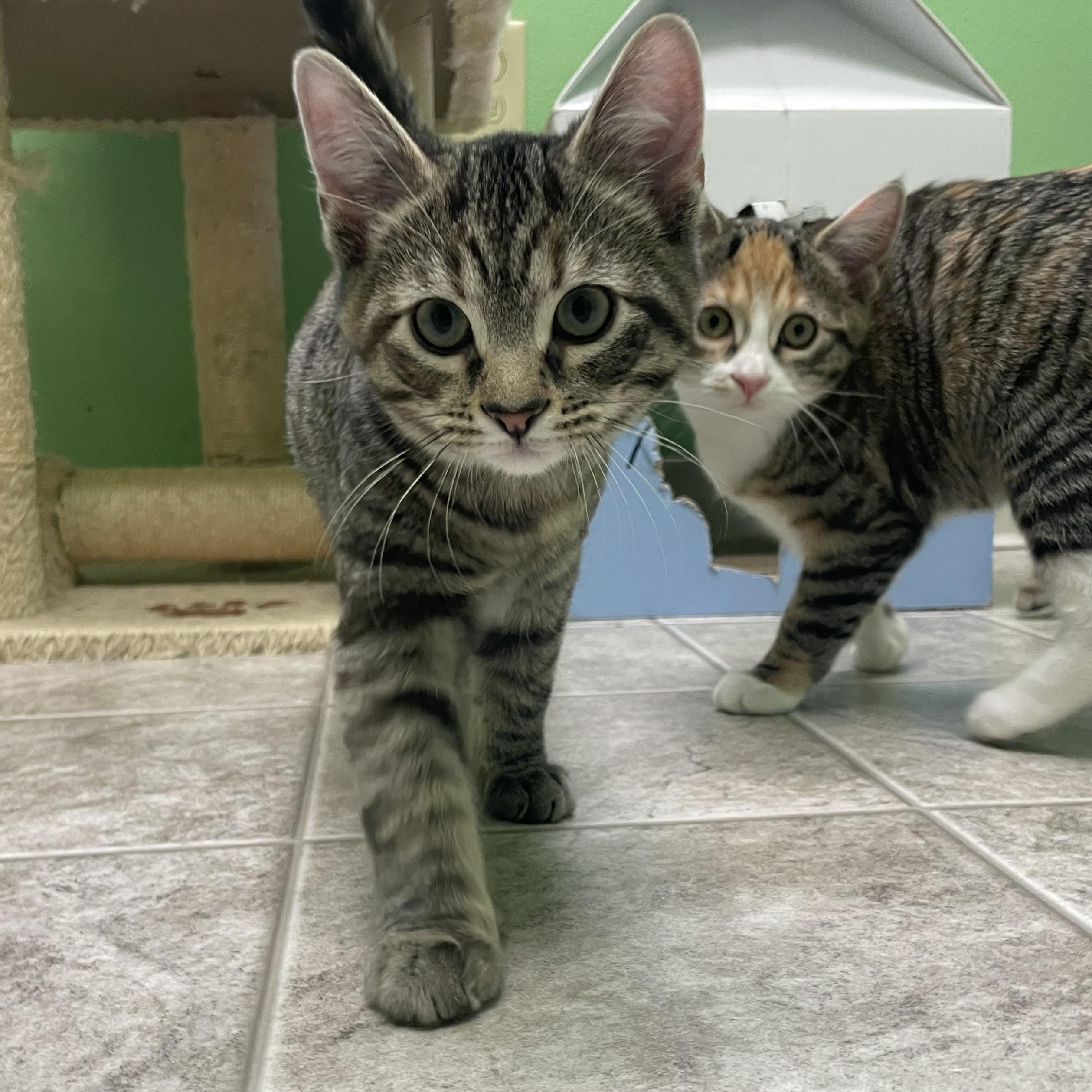 Cinnamon, a Adoptable Domestic Short Hair in Greenbelt, MD image 4/6