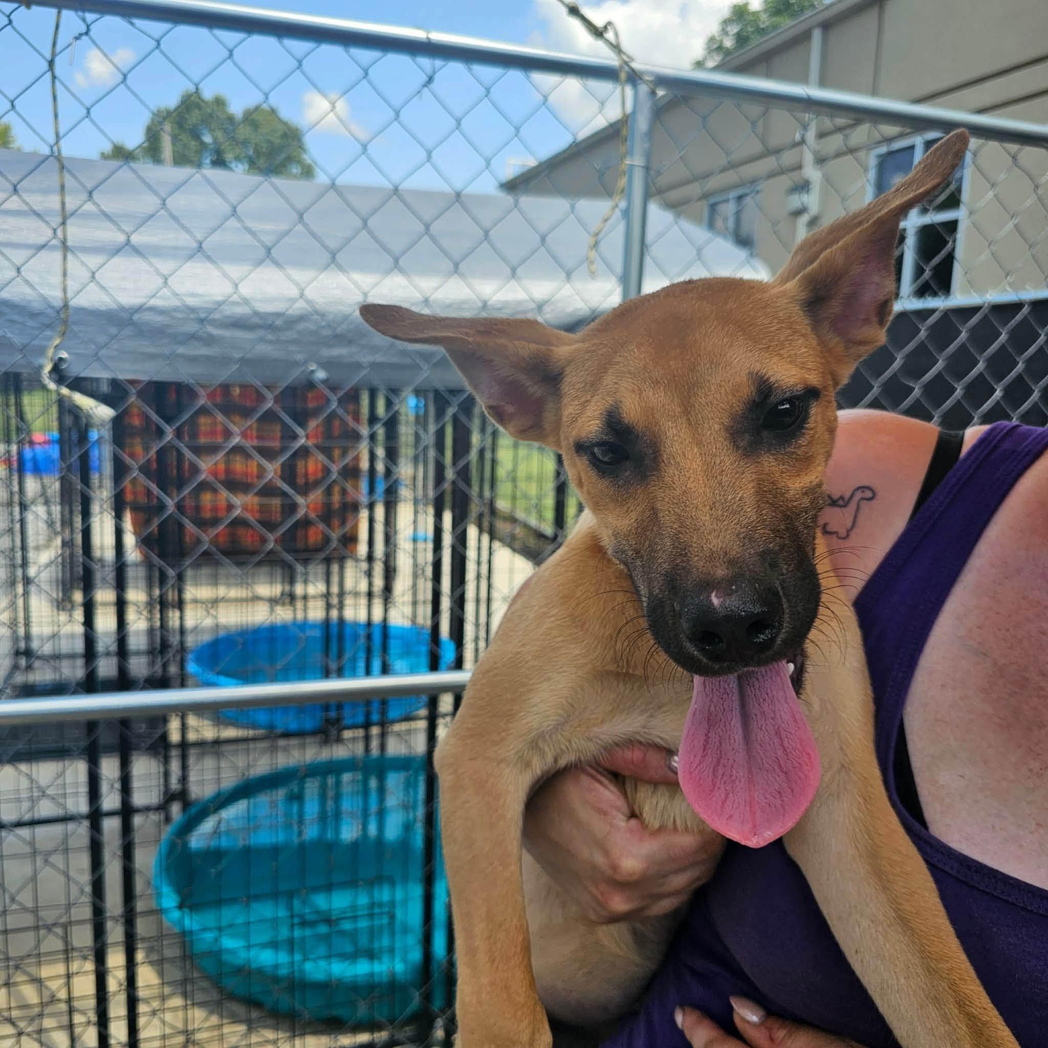 Issac, Adoptable, Puppy Male Mixed Breed.