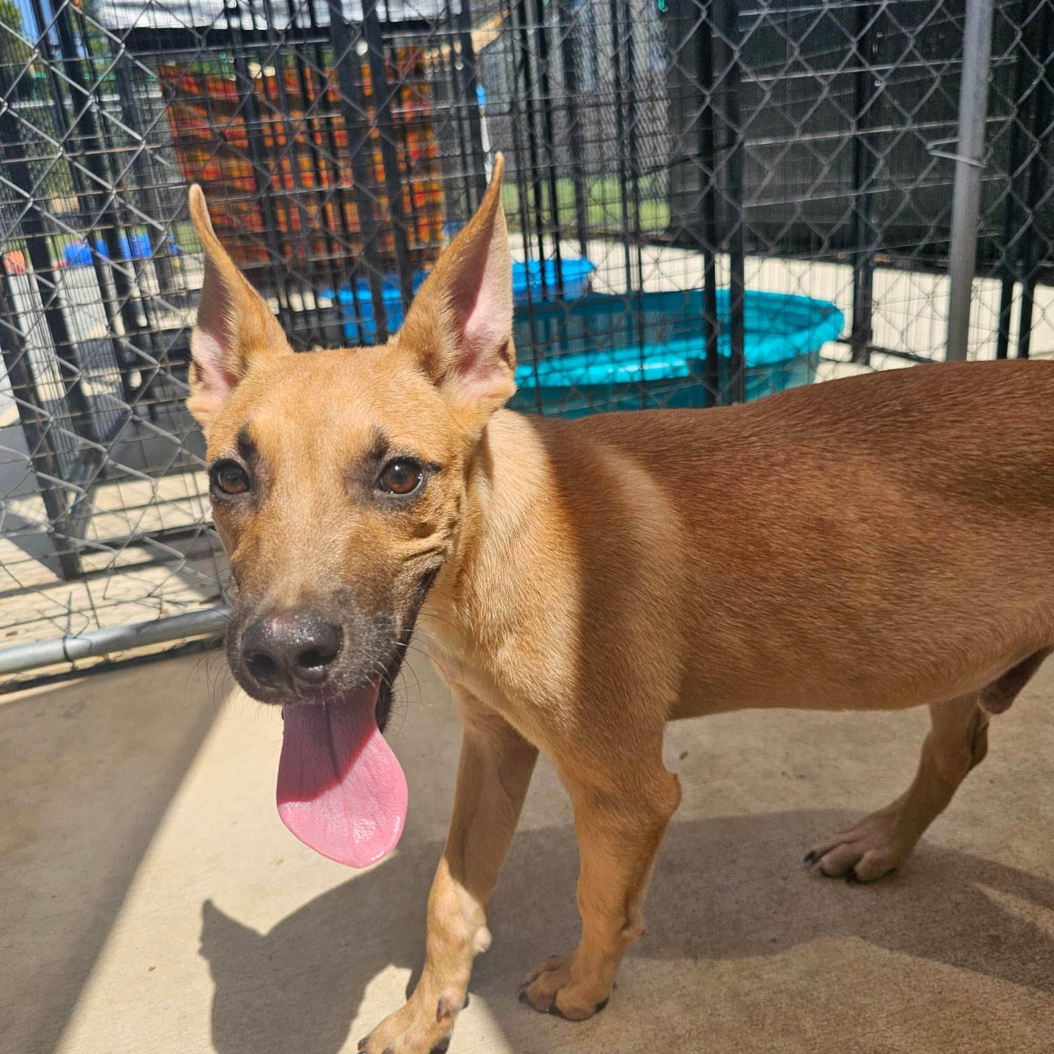 Enlarge Issac, a Adoptable Mixed Breed in Huntsville, AL image 2/2