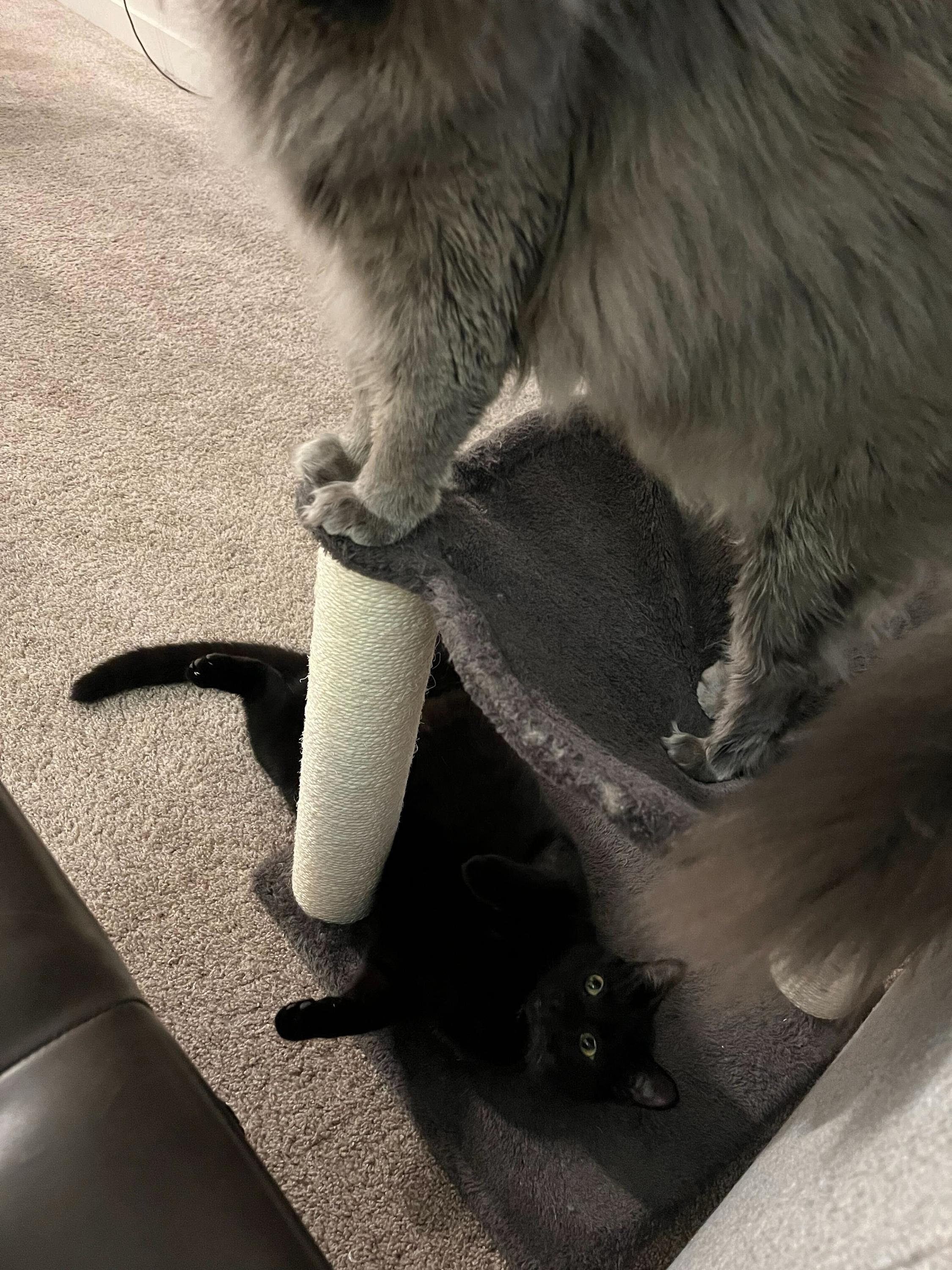 Enlarge Kylo, an adopted Domestic Short Hair in Seattle, WA image 4/5