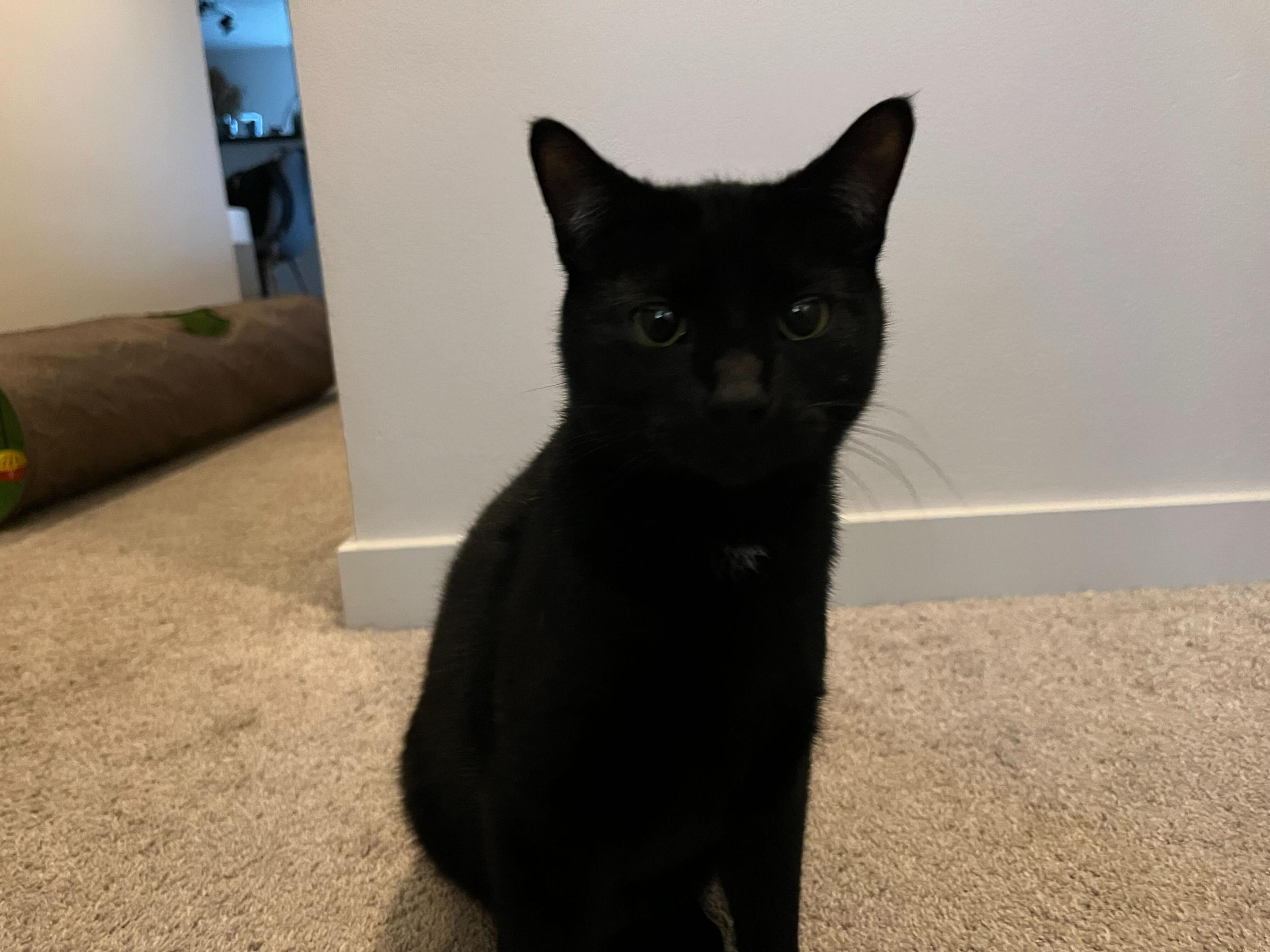 Enlarge Kylo, an adopted Domestic Short Hair in Seattle, WA image 2/5