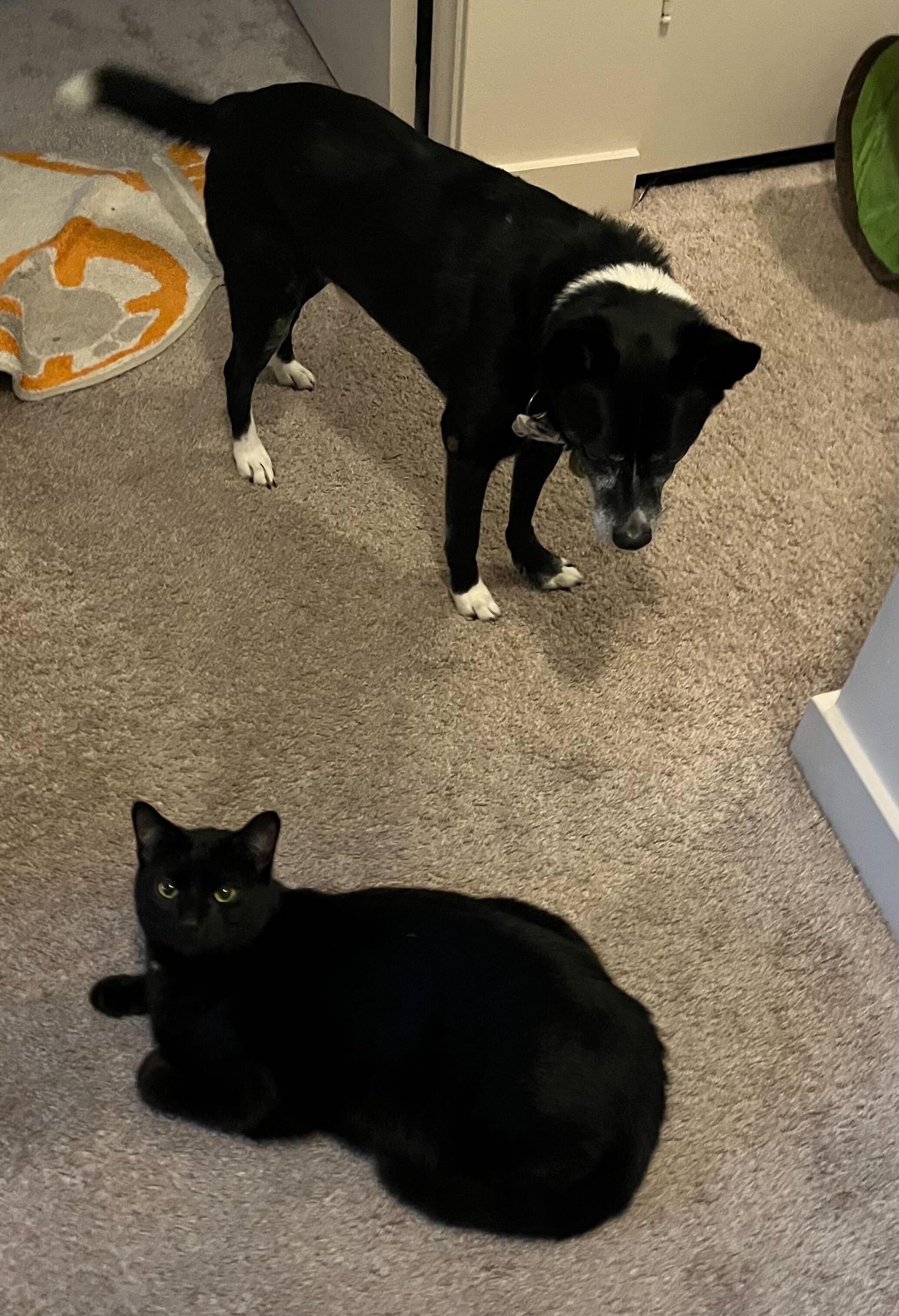 Enlarge Kylo, an adopted Domestic Short Hair in Seattle, WA image 3/5