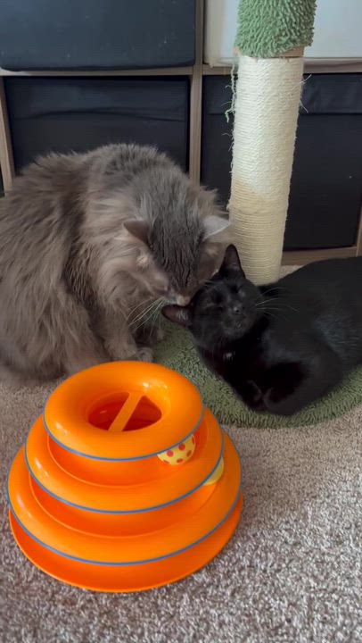 Enlarge Kylo, an adopted Domestic Short Hair in Seattle, WA video 5/5