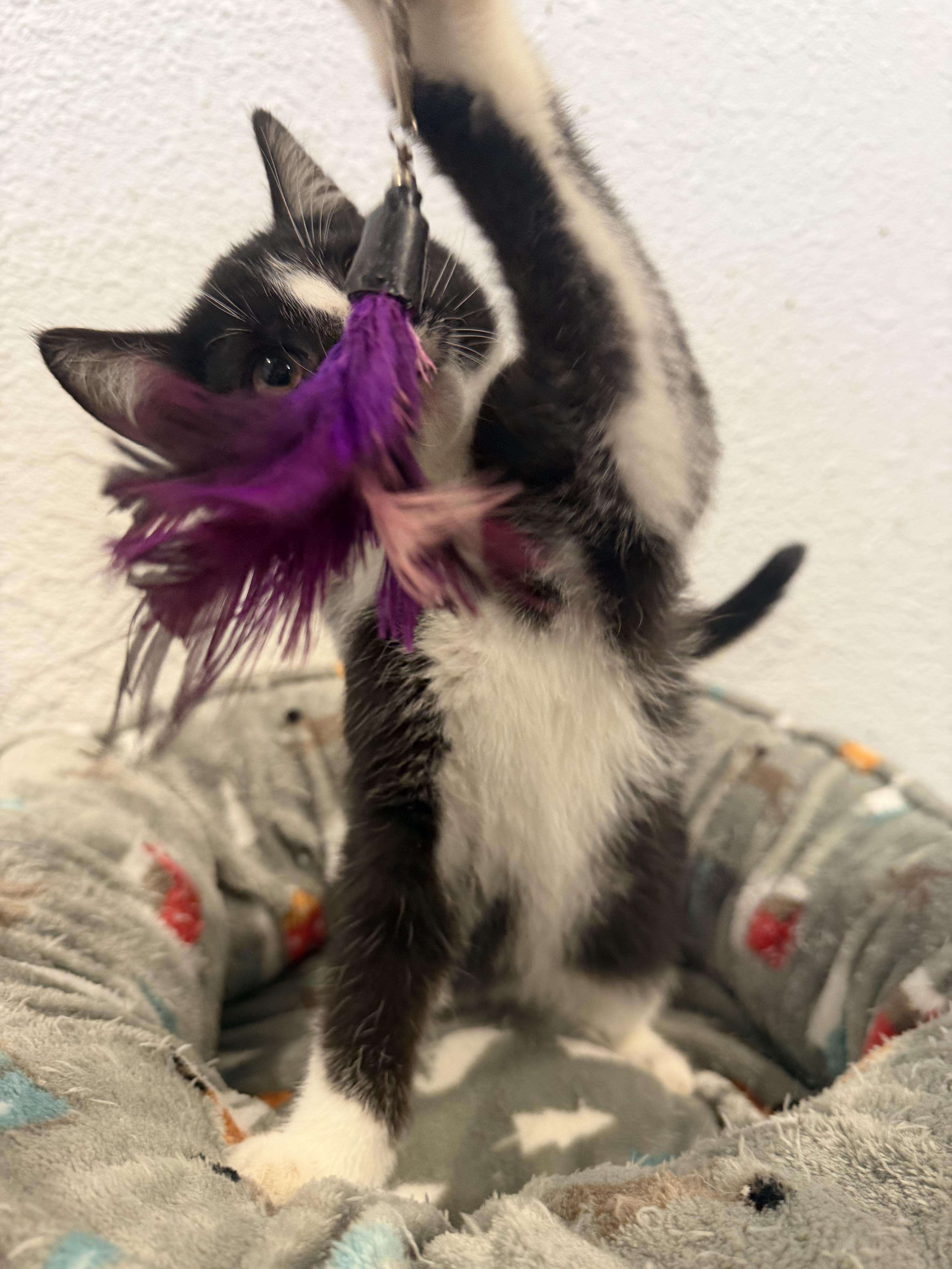 Merlin, Adopted, Young Male Domestic Short Hair.