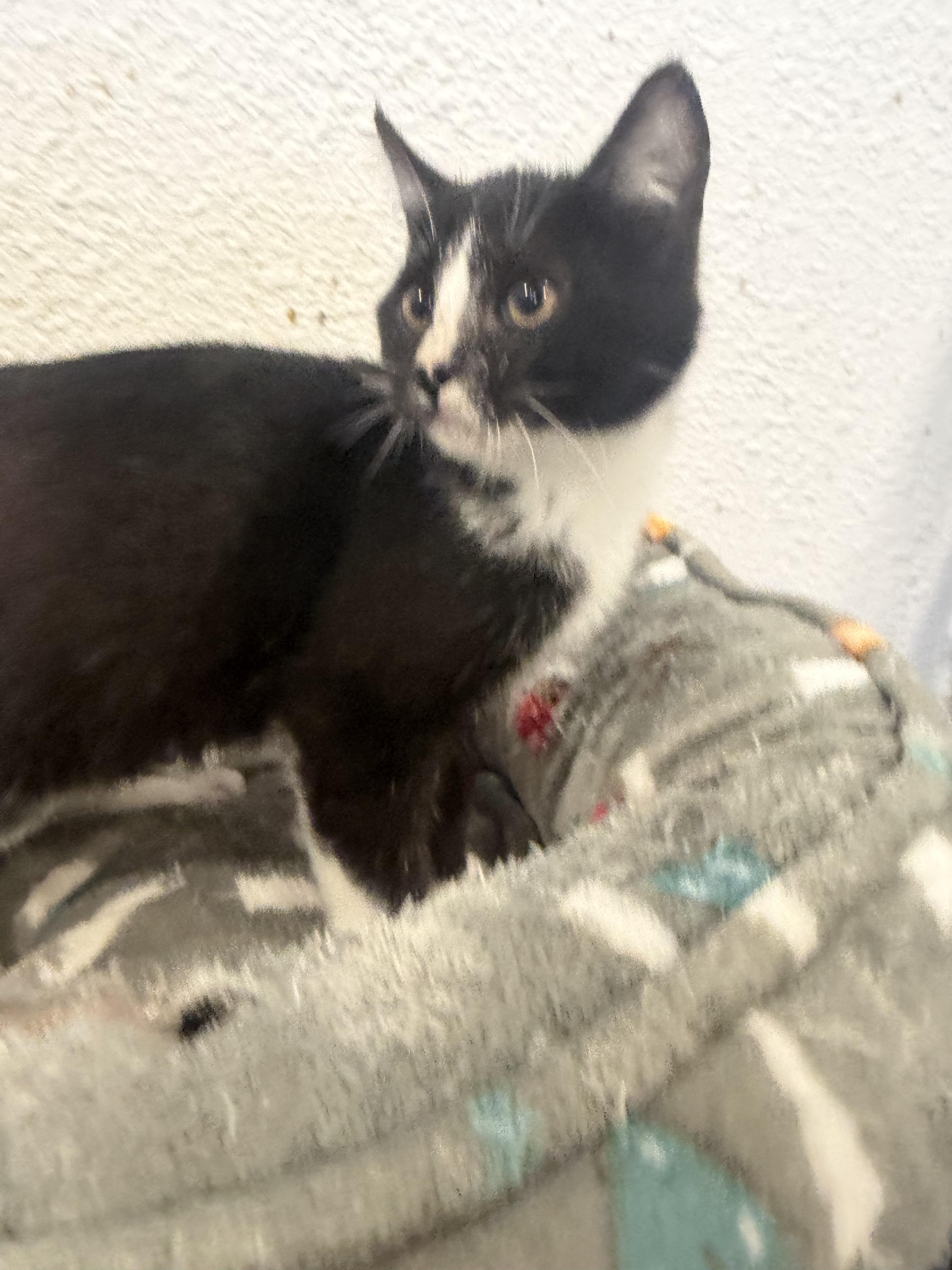 Enlarge Merlin, a Adopted Domestic Short Hair in Rio Linda, CA image 2/6